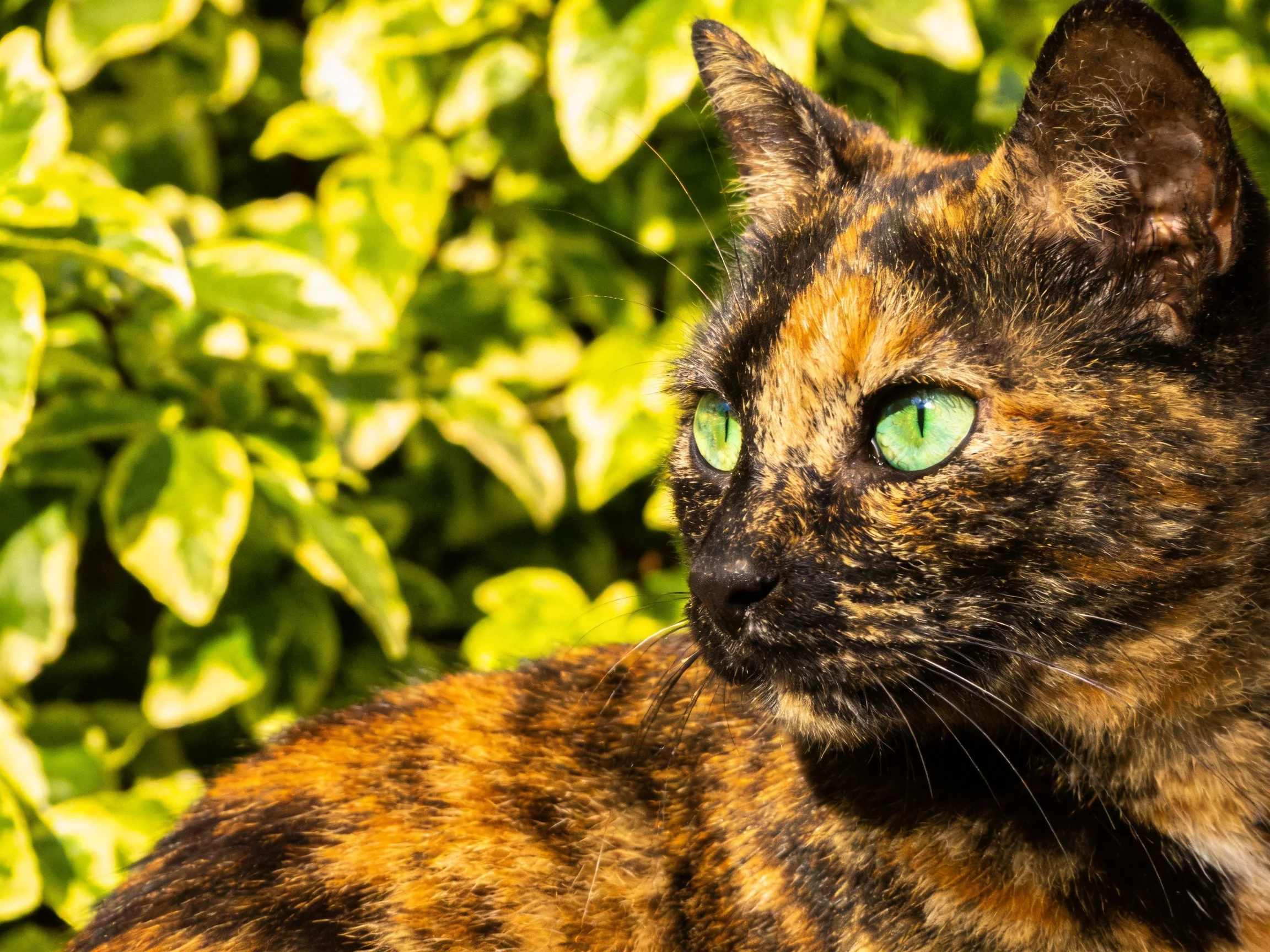 A tortoiseshell cat with green eyes sits near lush foliage.