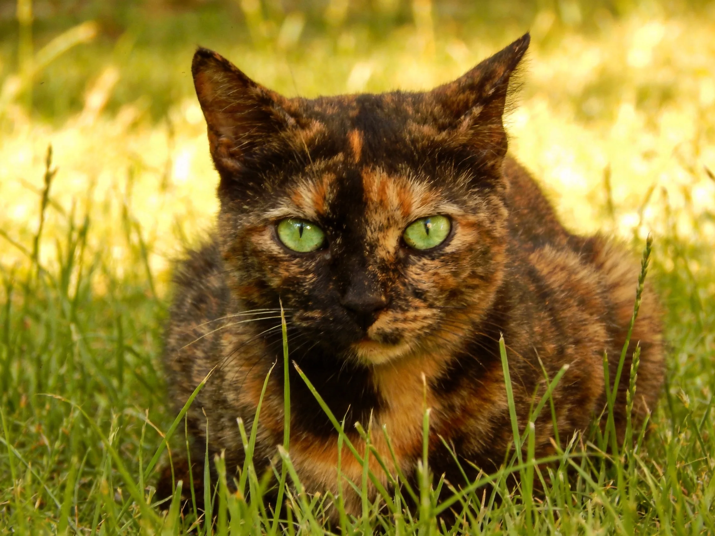 A tortoiseshell cat with green eyes sits calmly in grass