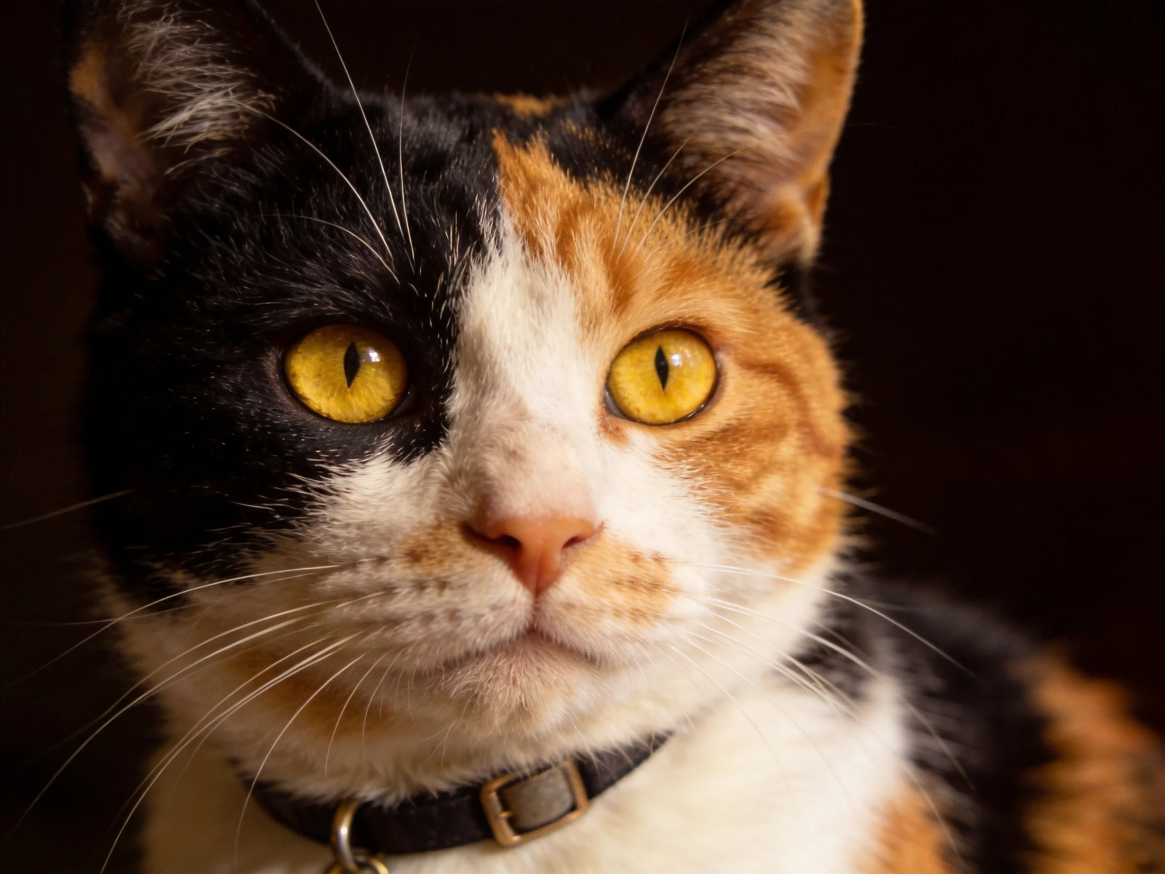 A tri-colored calico cat gazes intently with vivid yellow eyes.