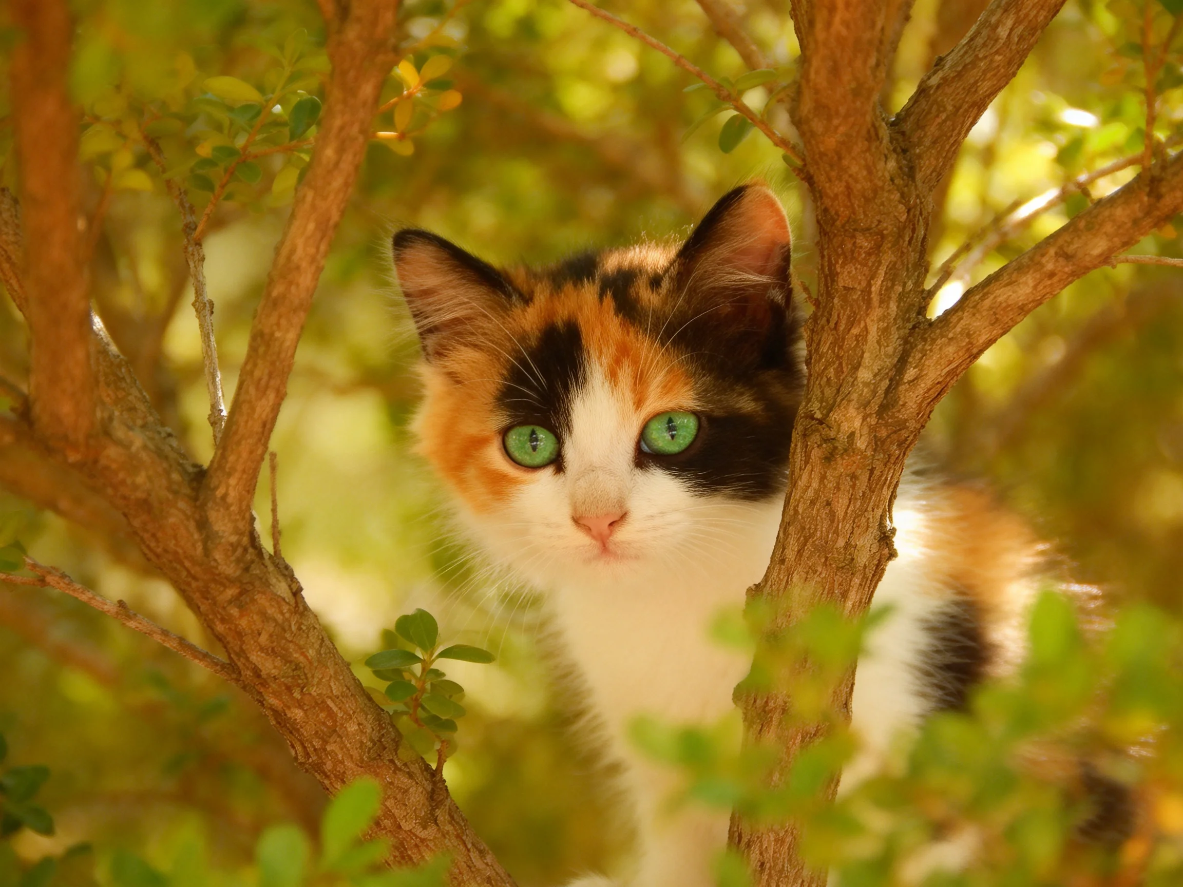 A tri-colored kitten with green eyes peeks from behind brown tree branches.