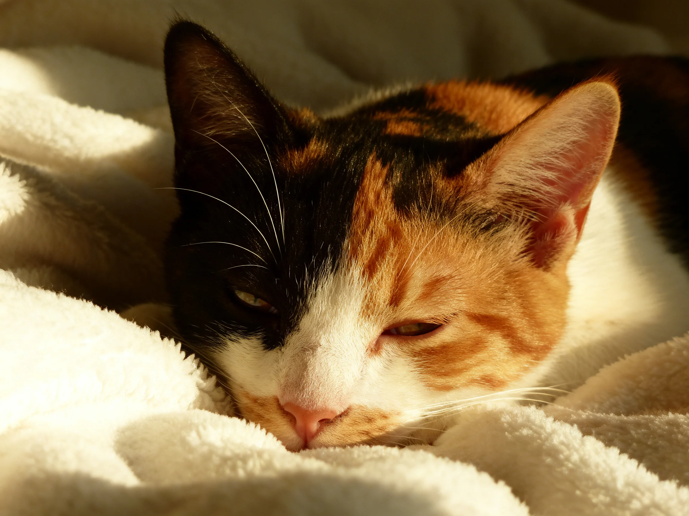 A tricolor cat naps on a white blanket under sunlight.