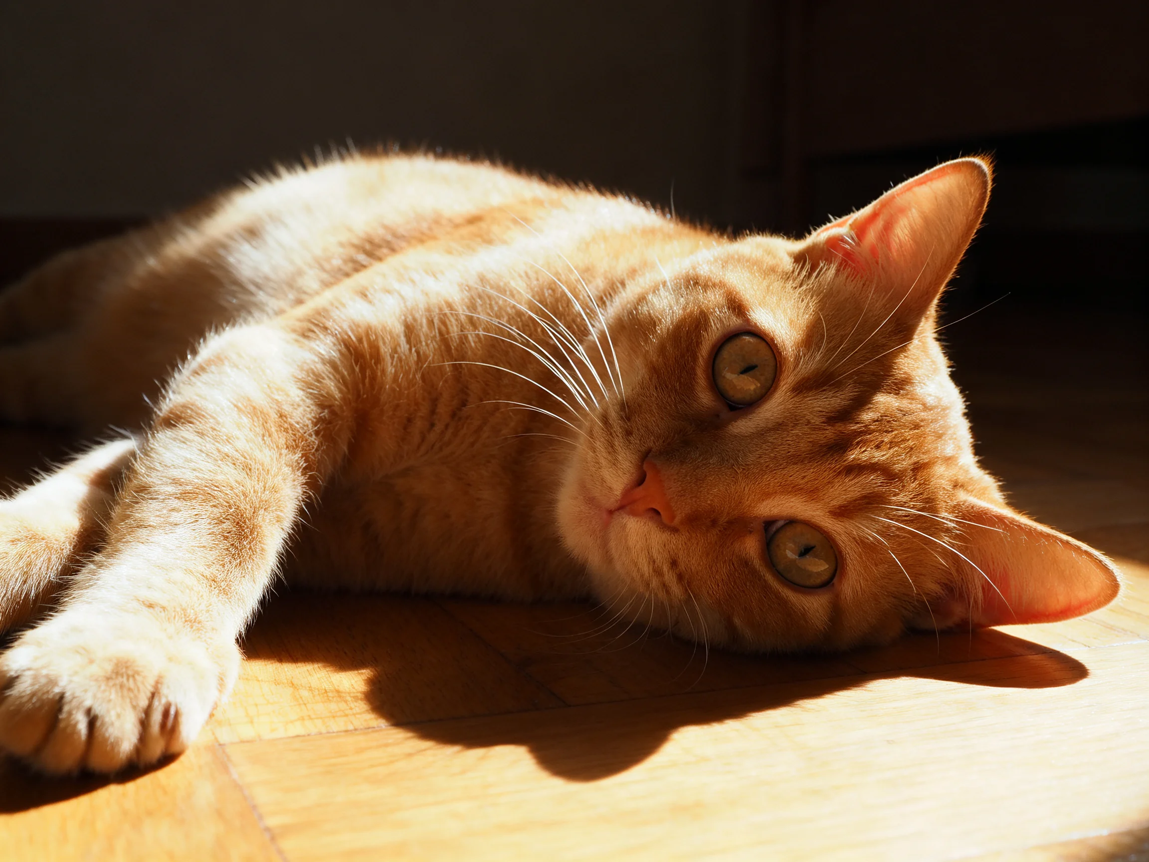 An orange cat relaxes on a sunlit wooden floor