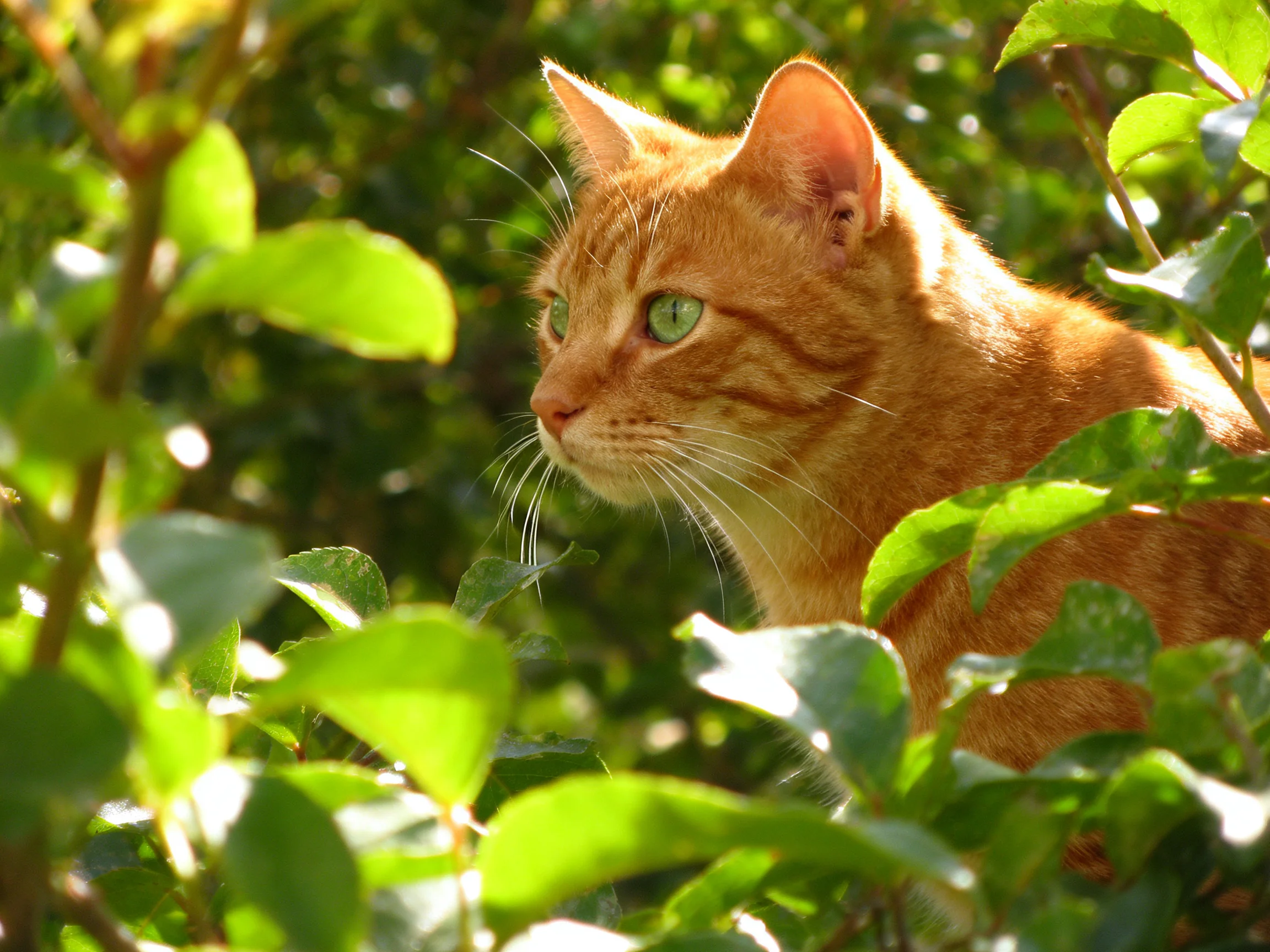 An orange tabby cat is partially hidden by greenery in a sunlit setting.