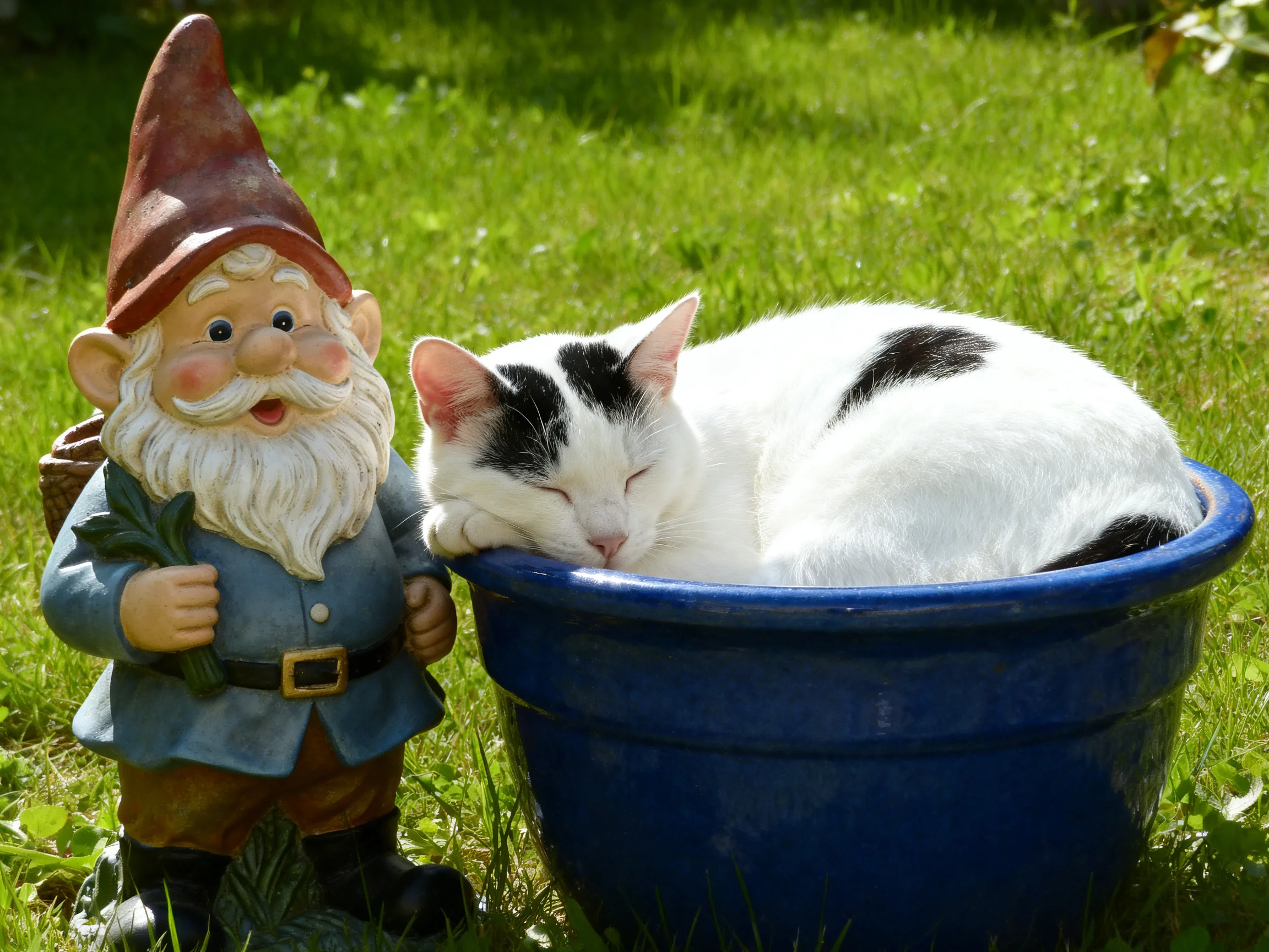 A white and black cat naps in a blue pot near a garden gnome figurine