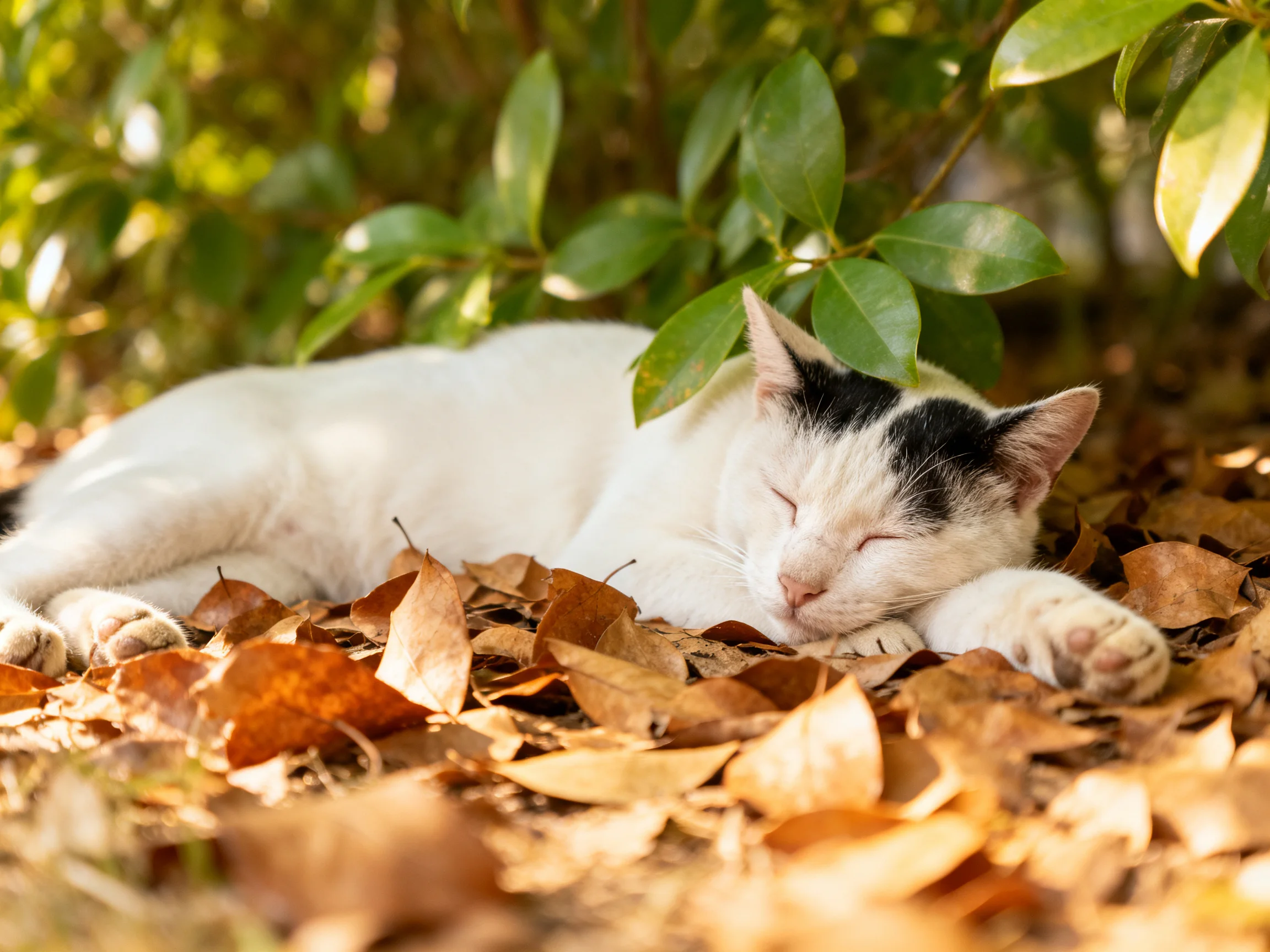 A white and black cat rests on fallen leaves in a sunlit outdoor space.