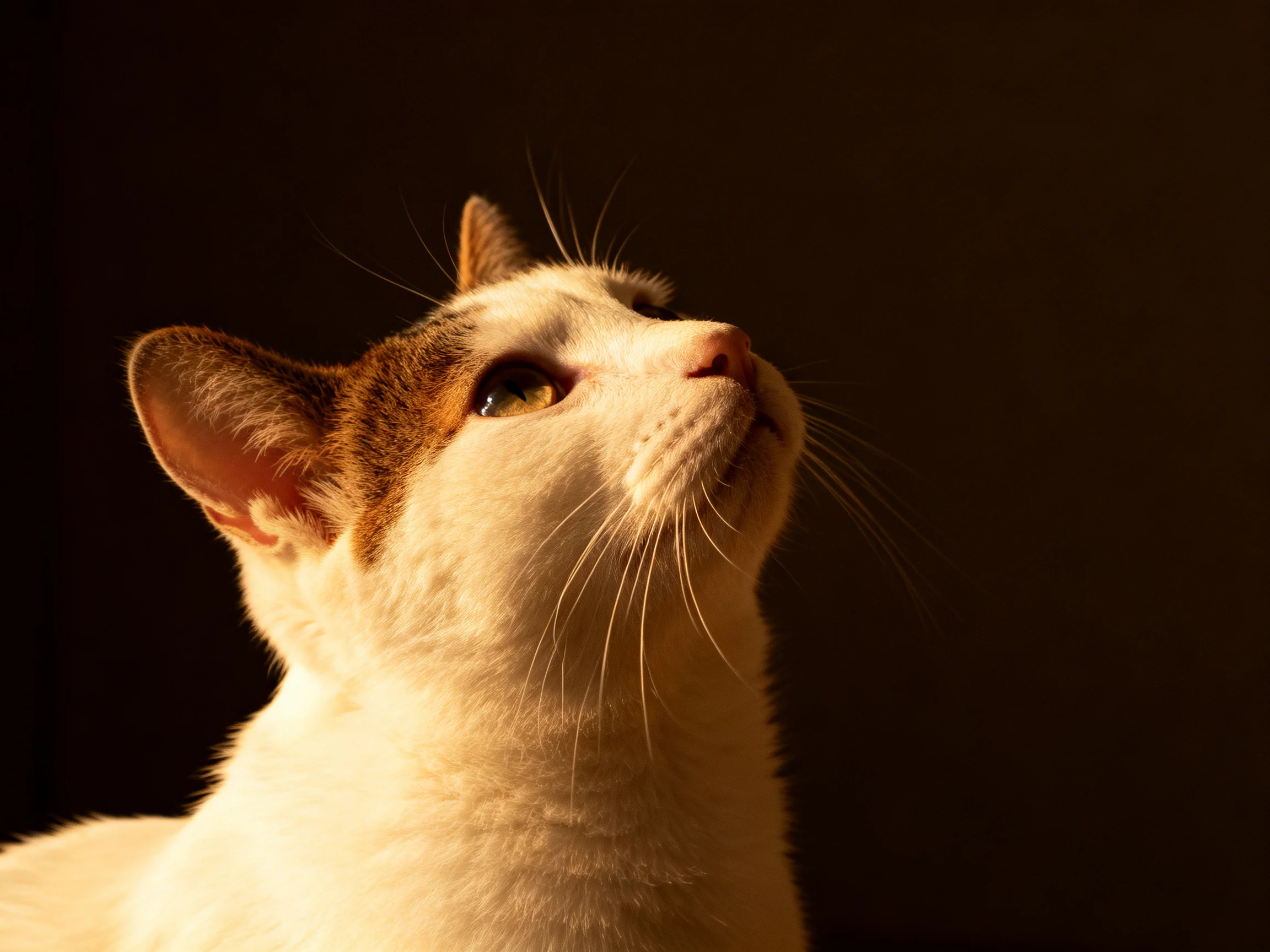 A white and brown cat gazes upward against a dark, warm-lit backdrop