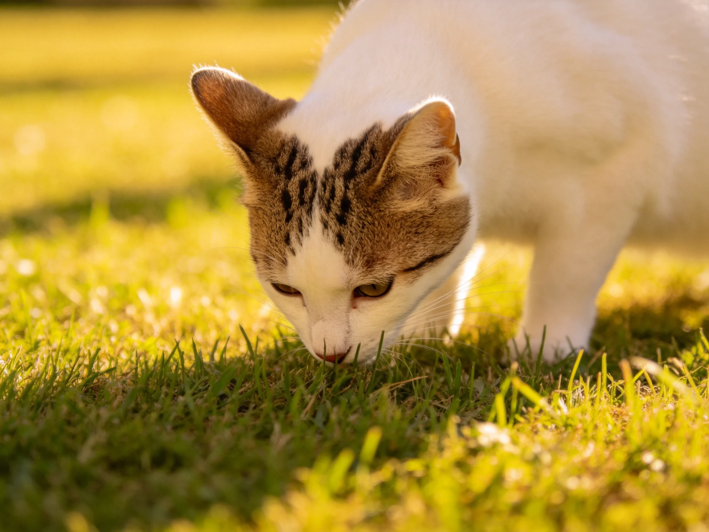 A white and brown cat sniffs green grass in bright sunlight