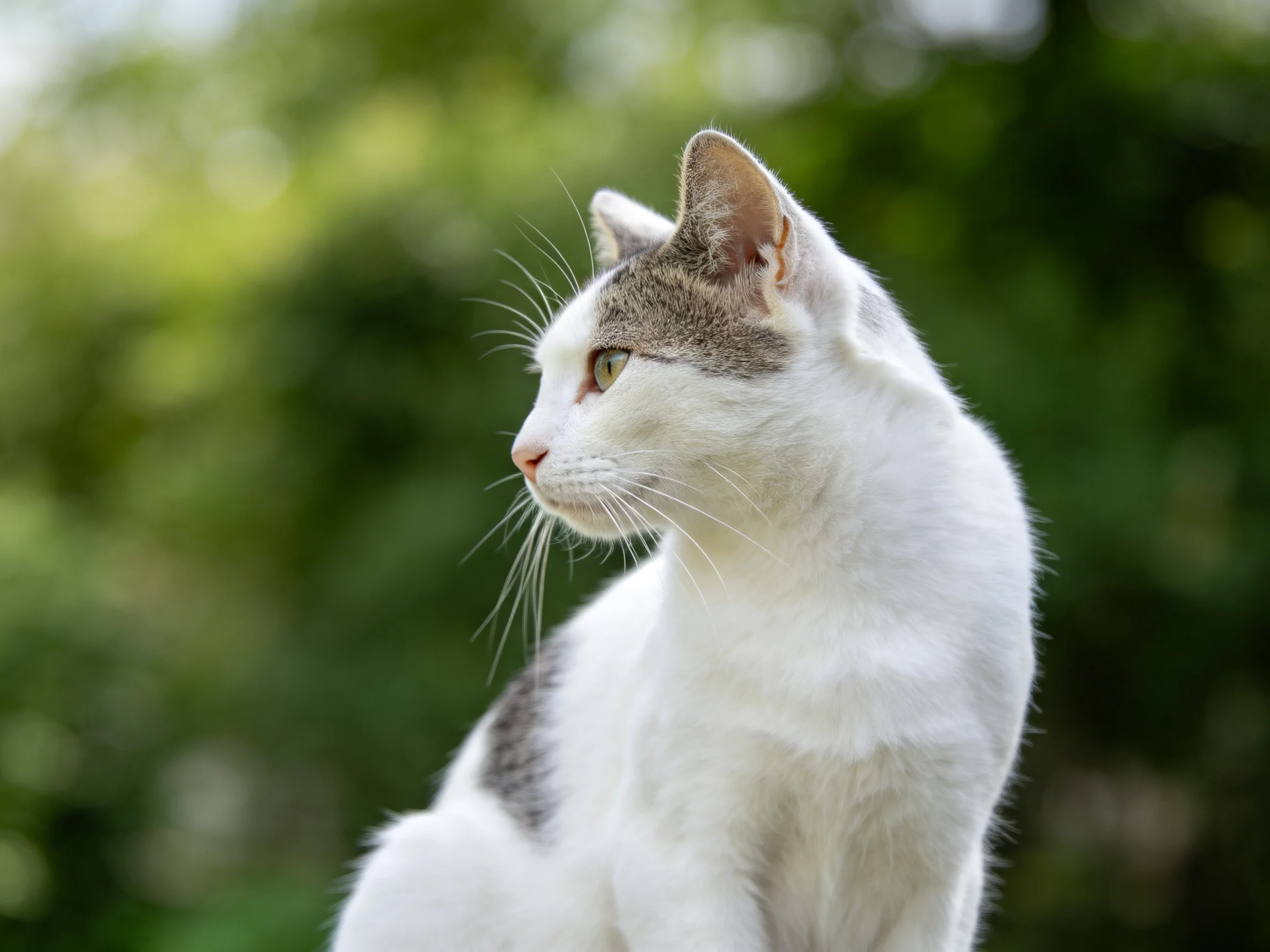 A white and gray cat observes something in the distance surrounded by greenery