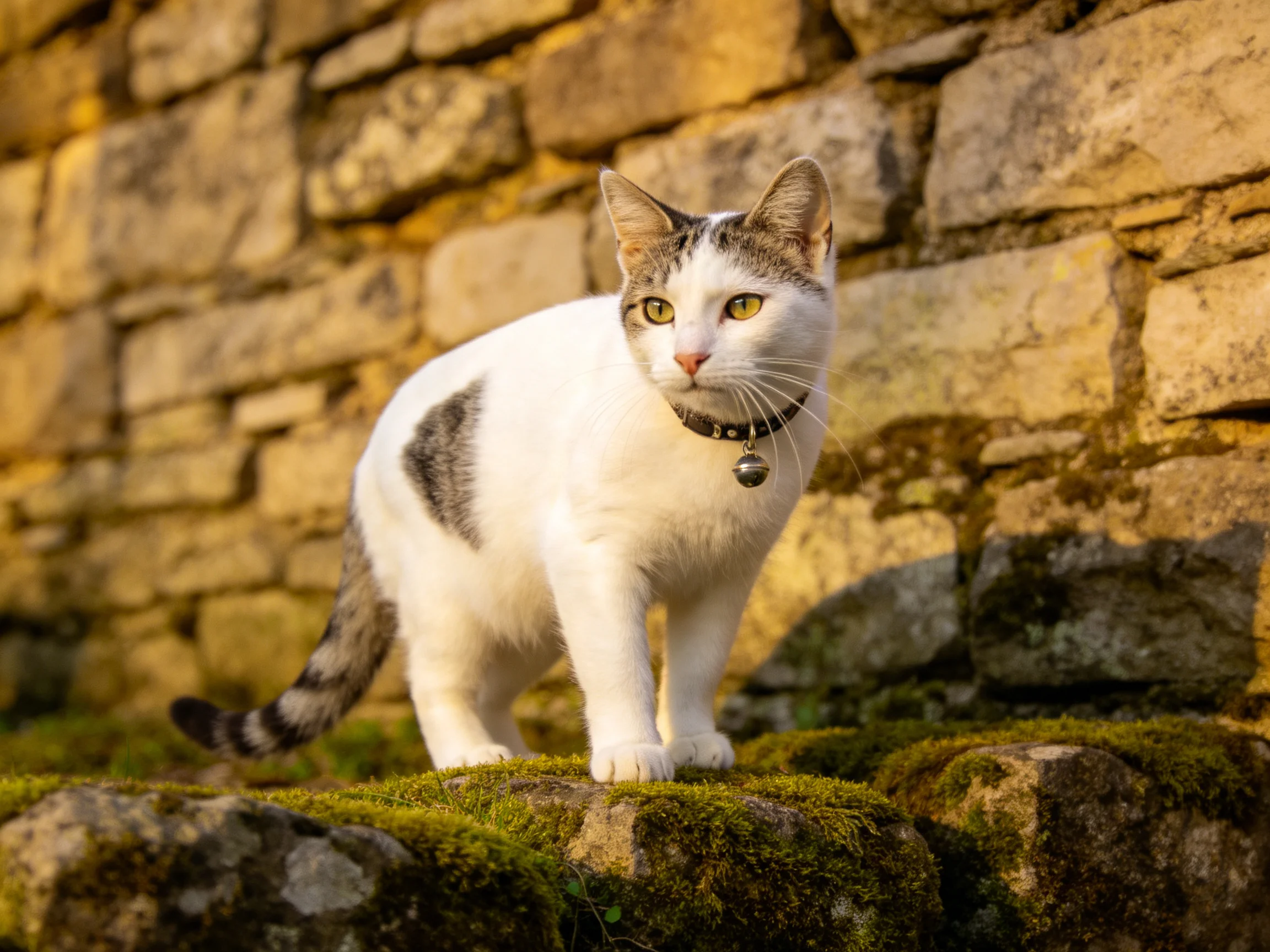 A white and gray cat stands on mossy stones beside an ancient stone wall