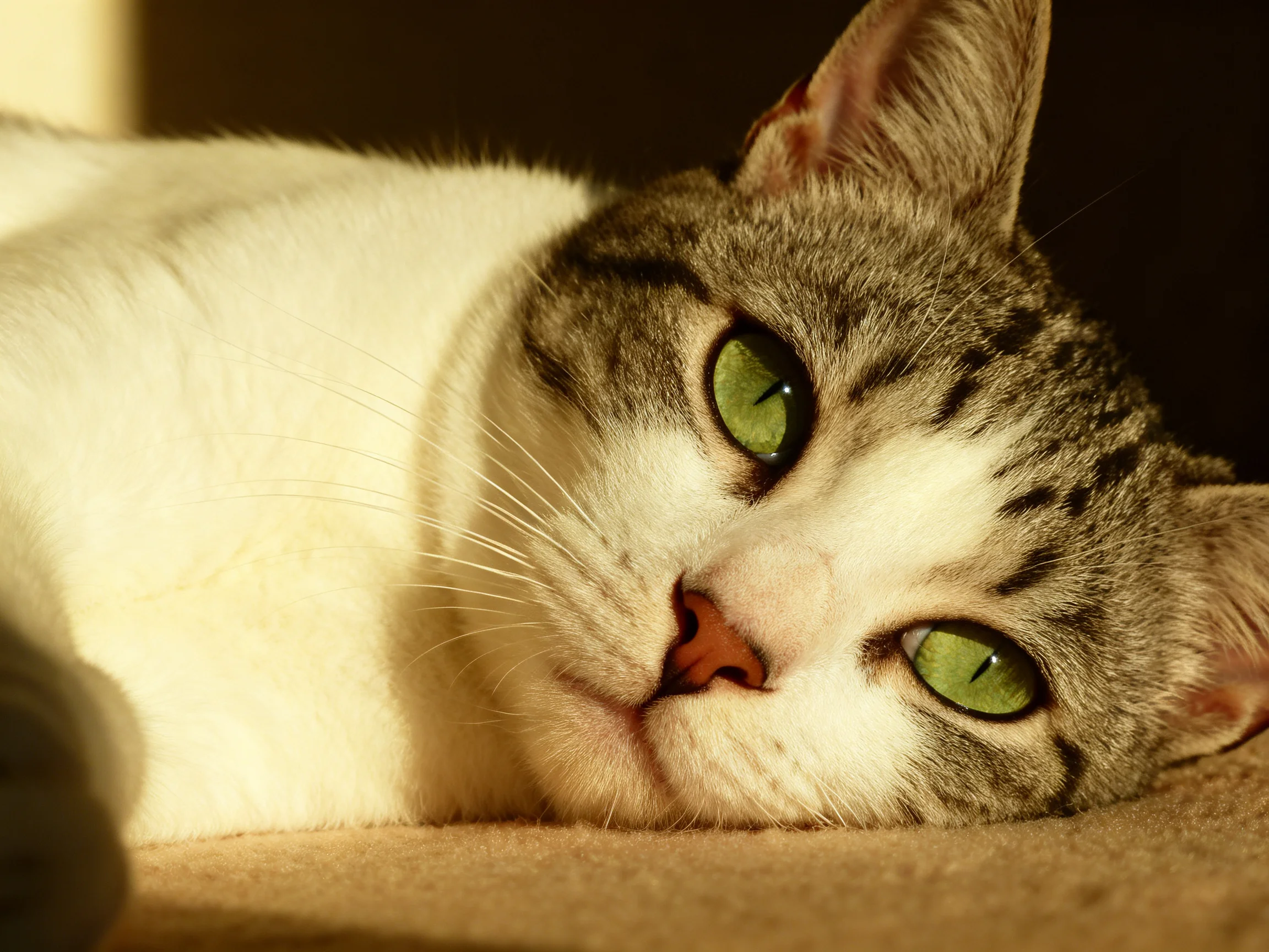 A white and gray cat with green eyes relaxes on a carpet.