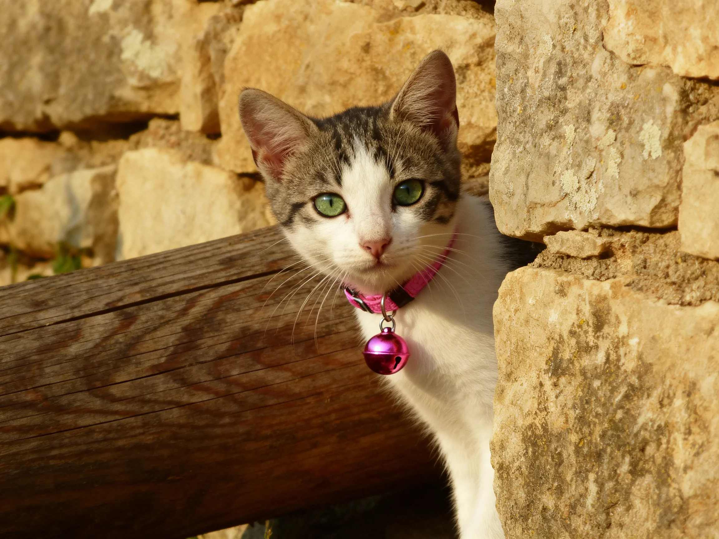 A white and gray kitten with a pink collar near an aged stone wall
