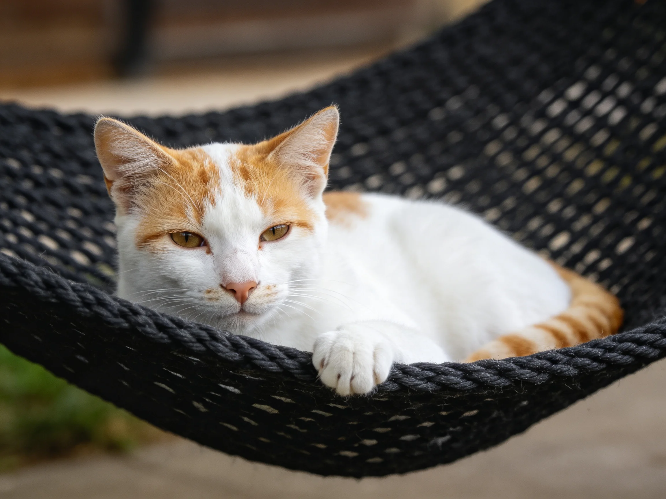 A white and orange cat lounges in an outdoor black hammock.