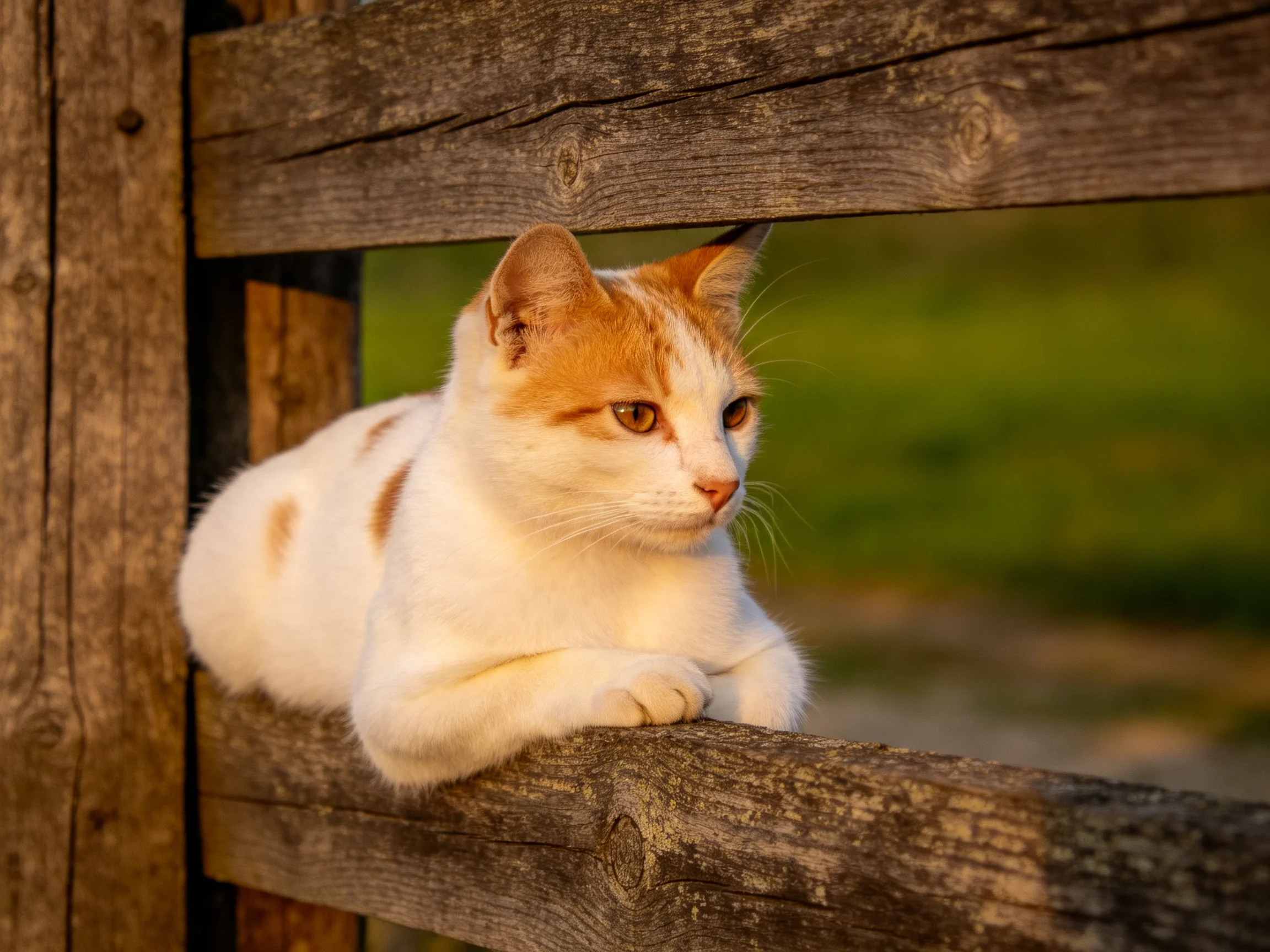 A white and orange cat sits on a wooden fence in a sunny outdoor setting.