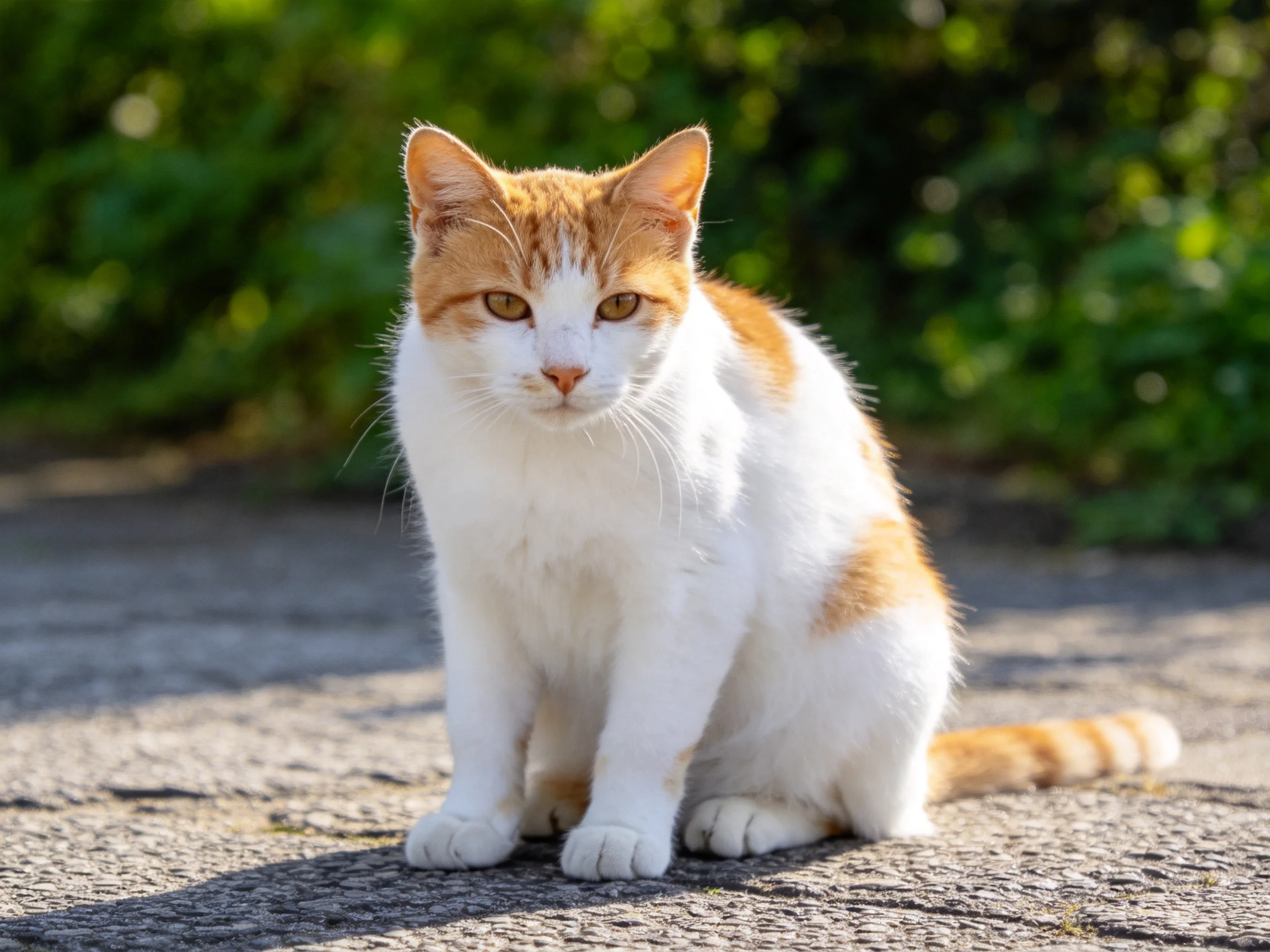 A white and orange cat sits quietly on a paved surface in a sunlit outdoor space.
