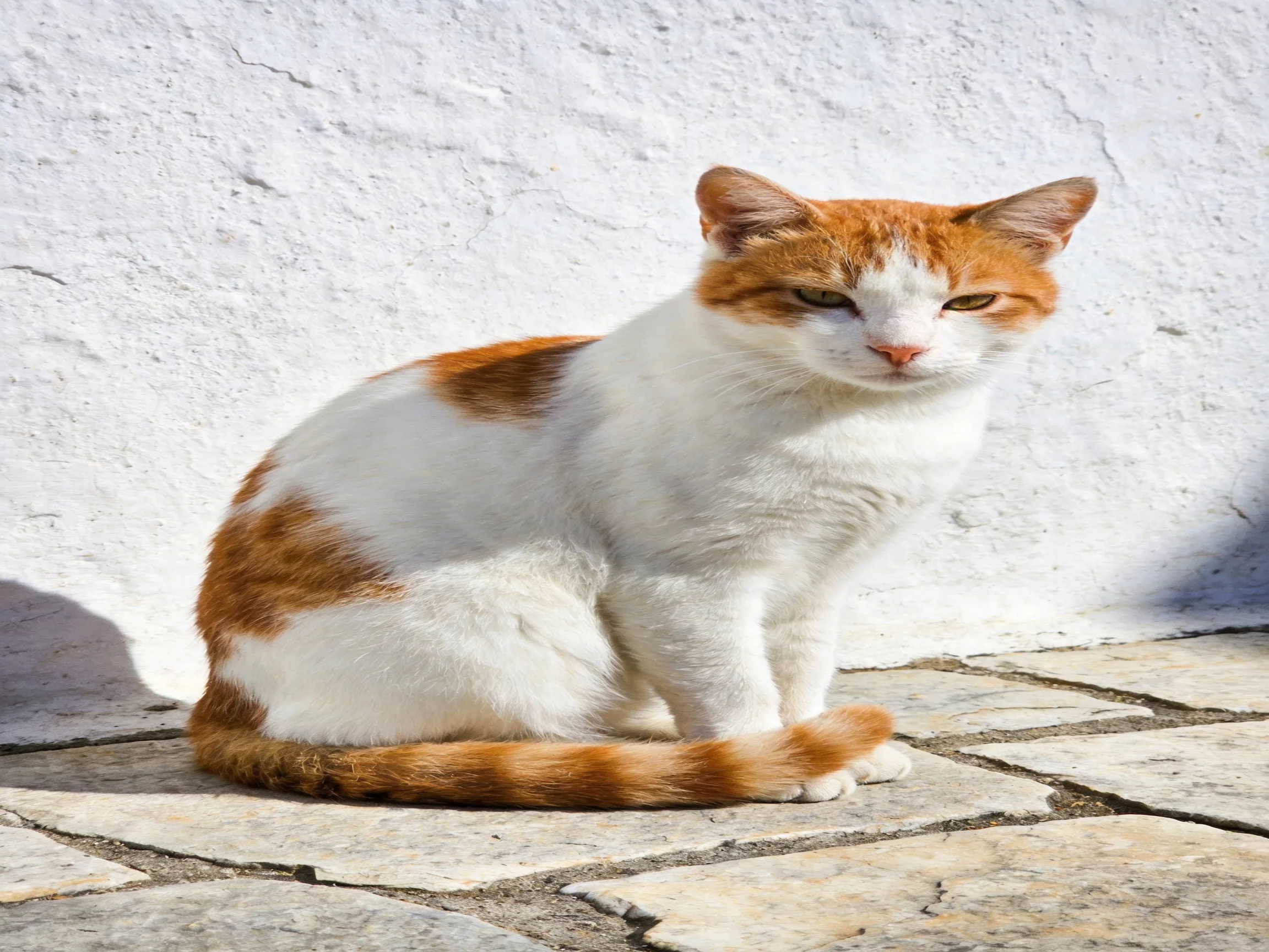 A white and orange cat sits on stone tiles near a cracked white wall