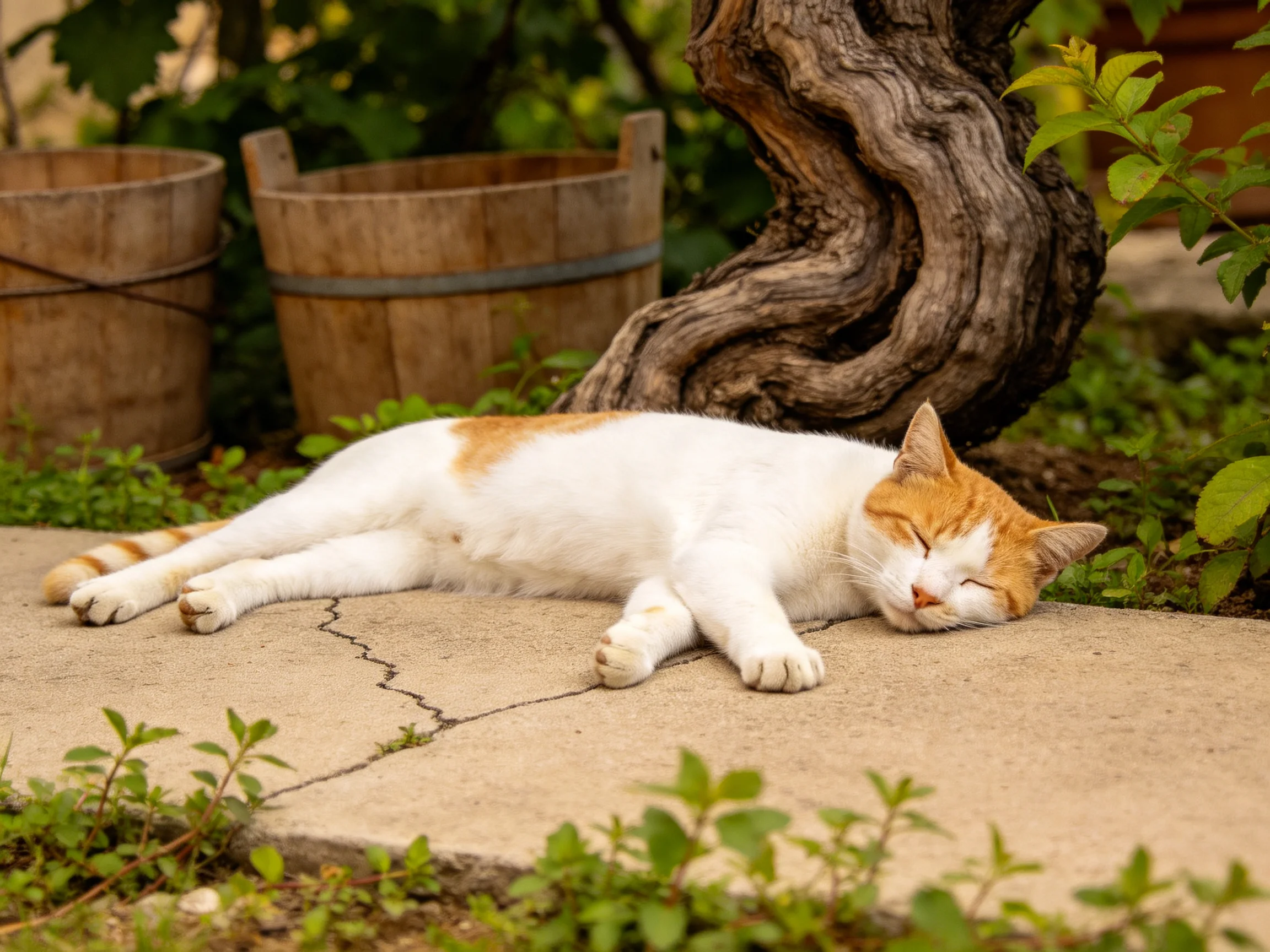 A white and orange cat rests on a stone path near wooden containers and greenery.