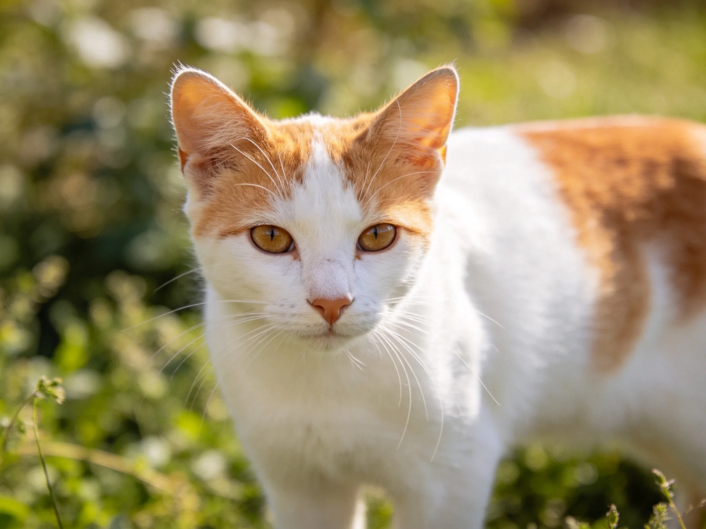 A white and orange cat stands in a sunlit area with greenery.
