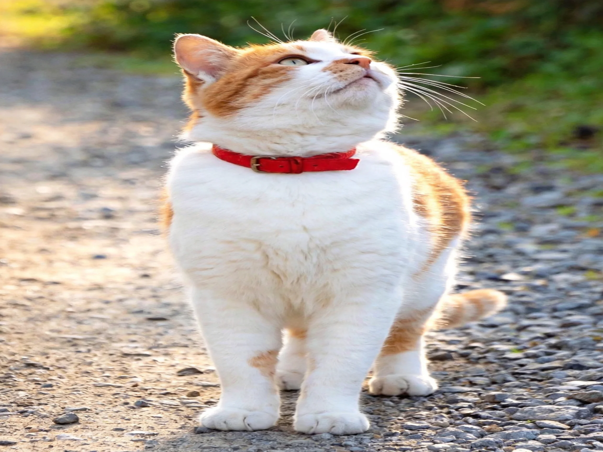 A white and orange cat with a red collar stands on a gravel path outdoors.