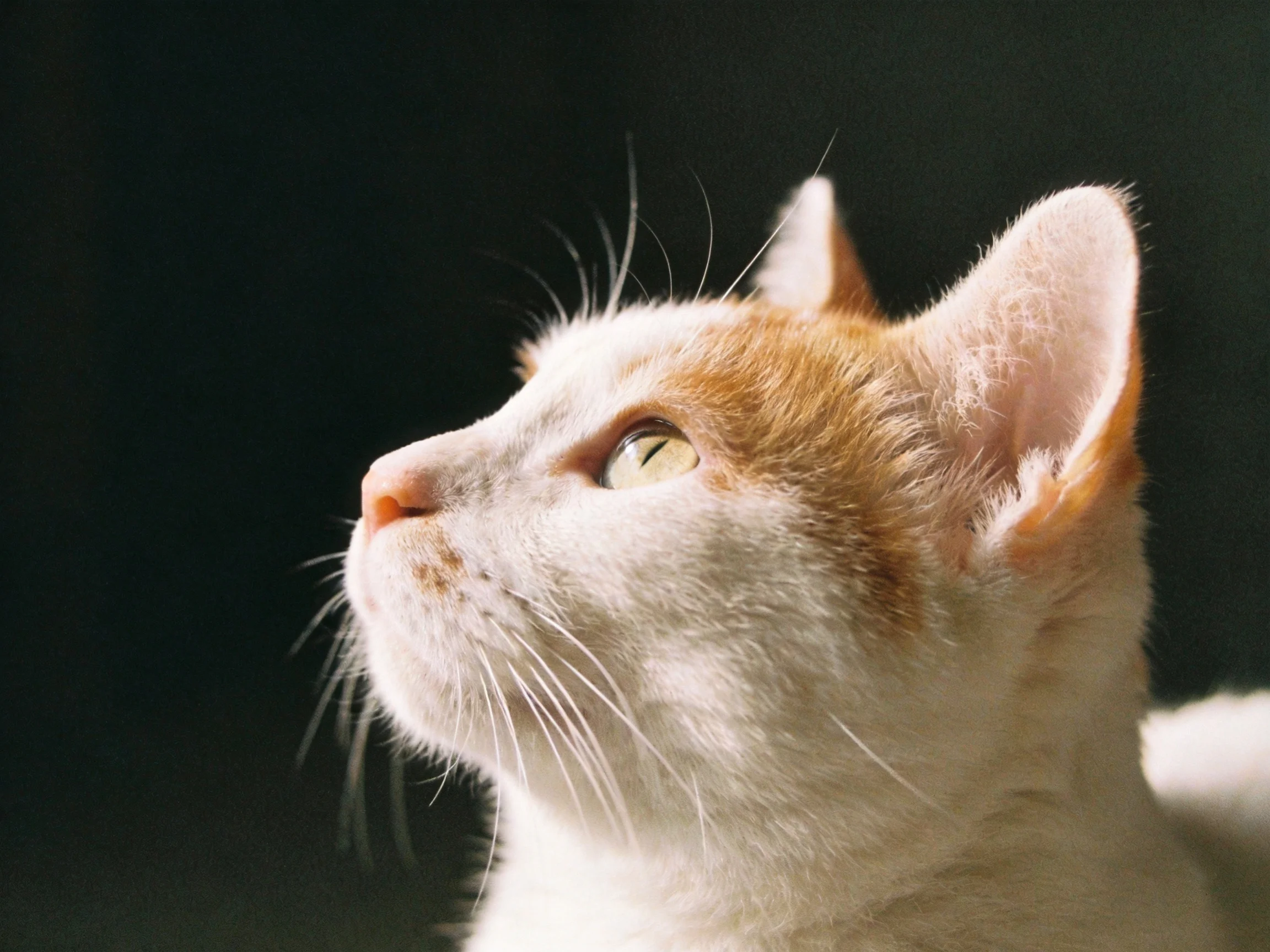 A white and orange cat with yellow eyes looks upward against a dark background