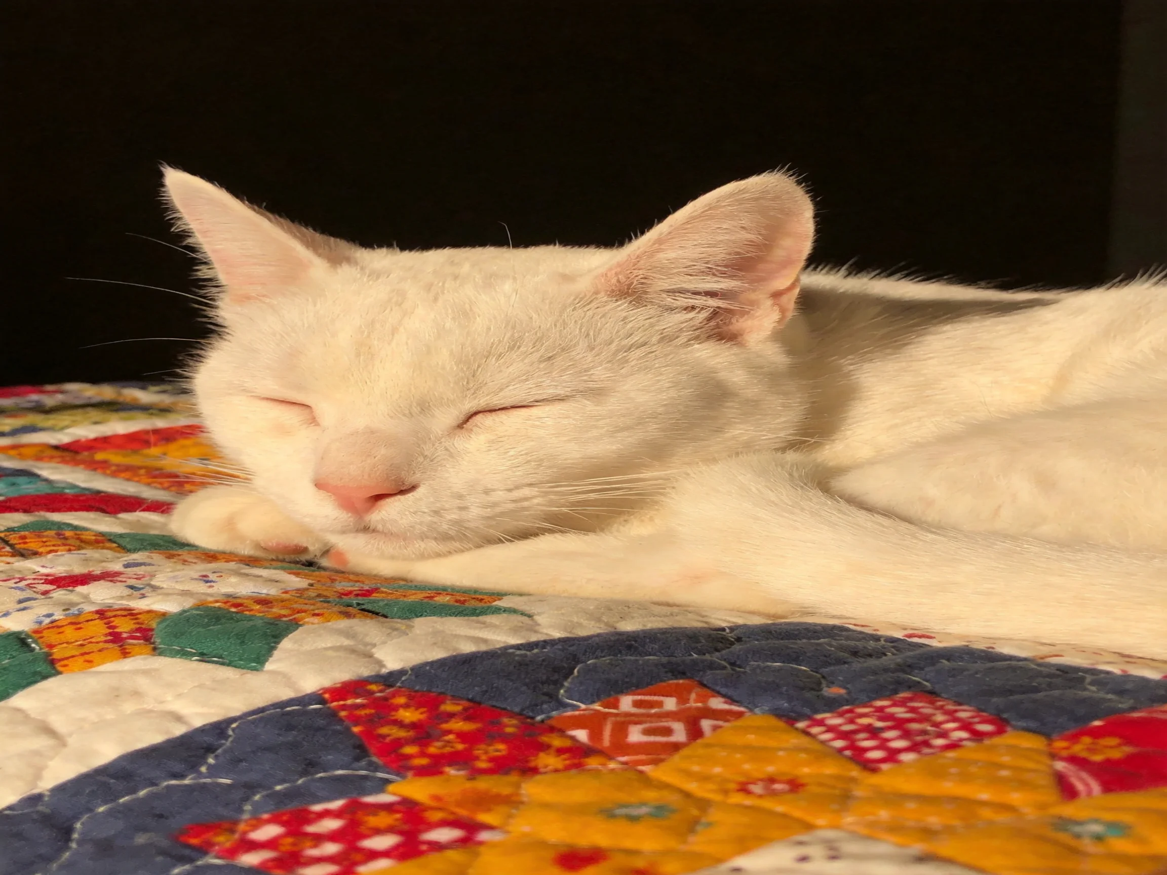 A white cat peacefully sleeps on a vibrant multicolored patchwork quilt