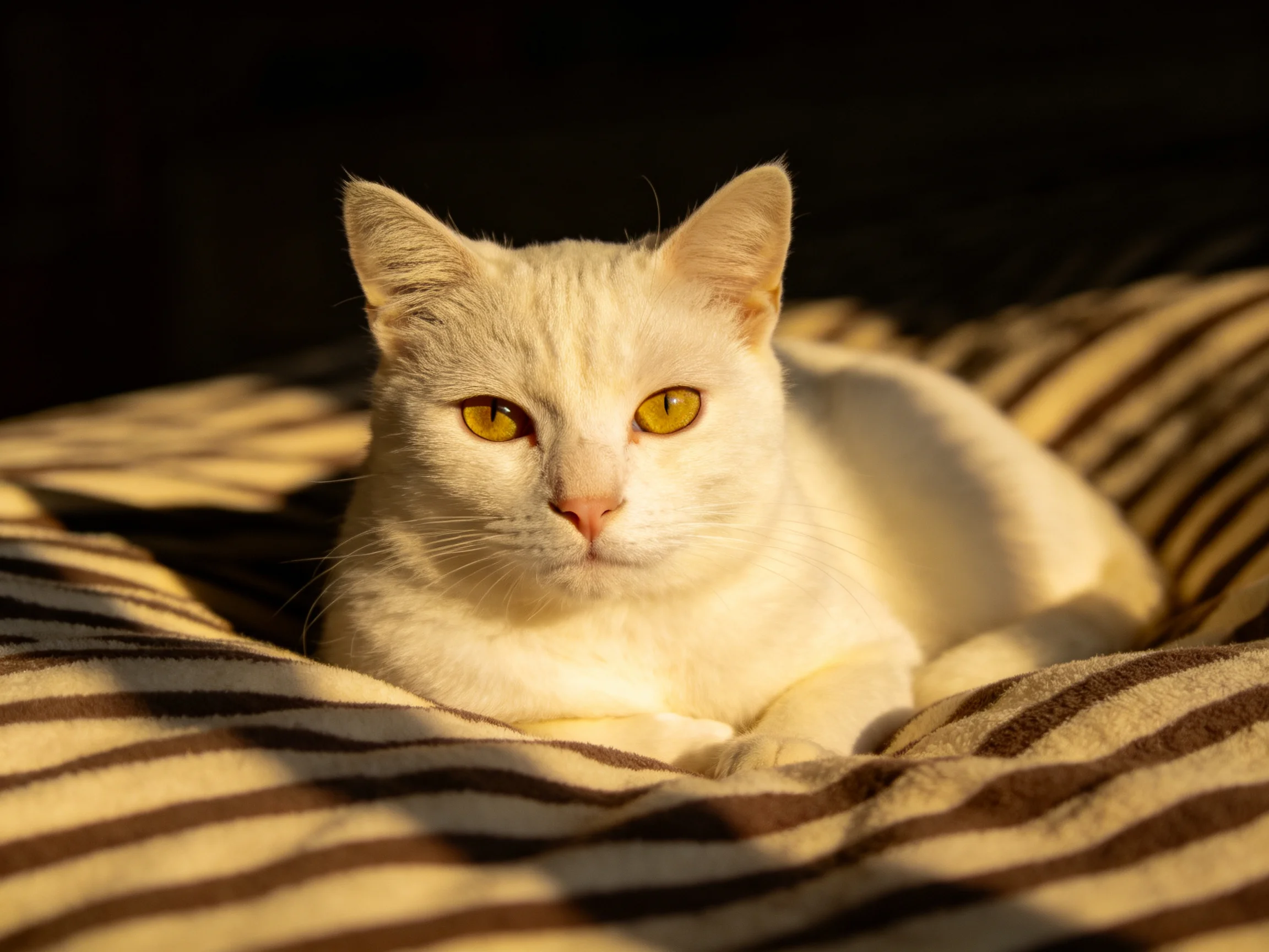 A white cat relaxes on a striped blanket bathed in sunlight