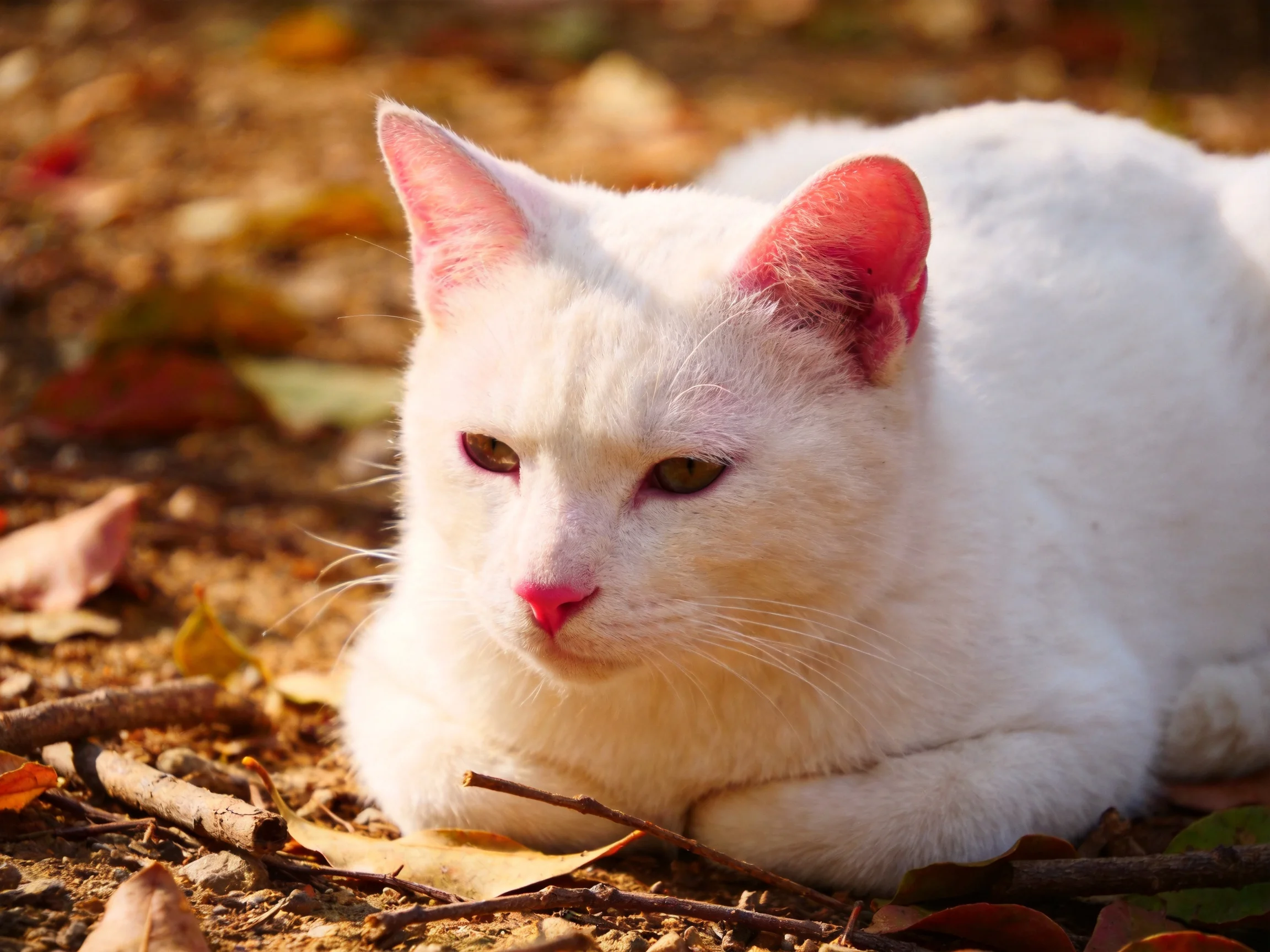 A white cat resting among scattered autumn leaves under warm sunlight