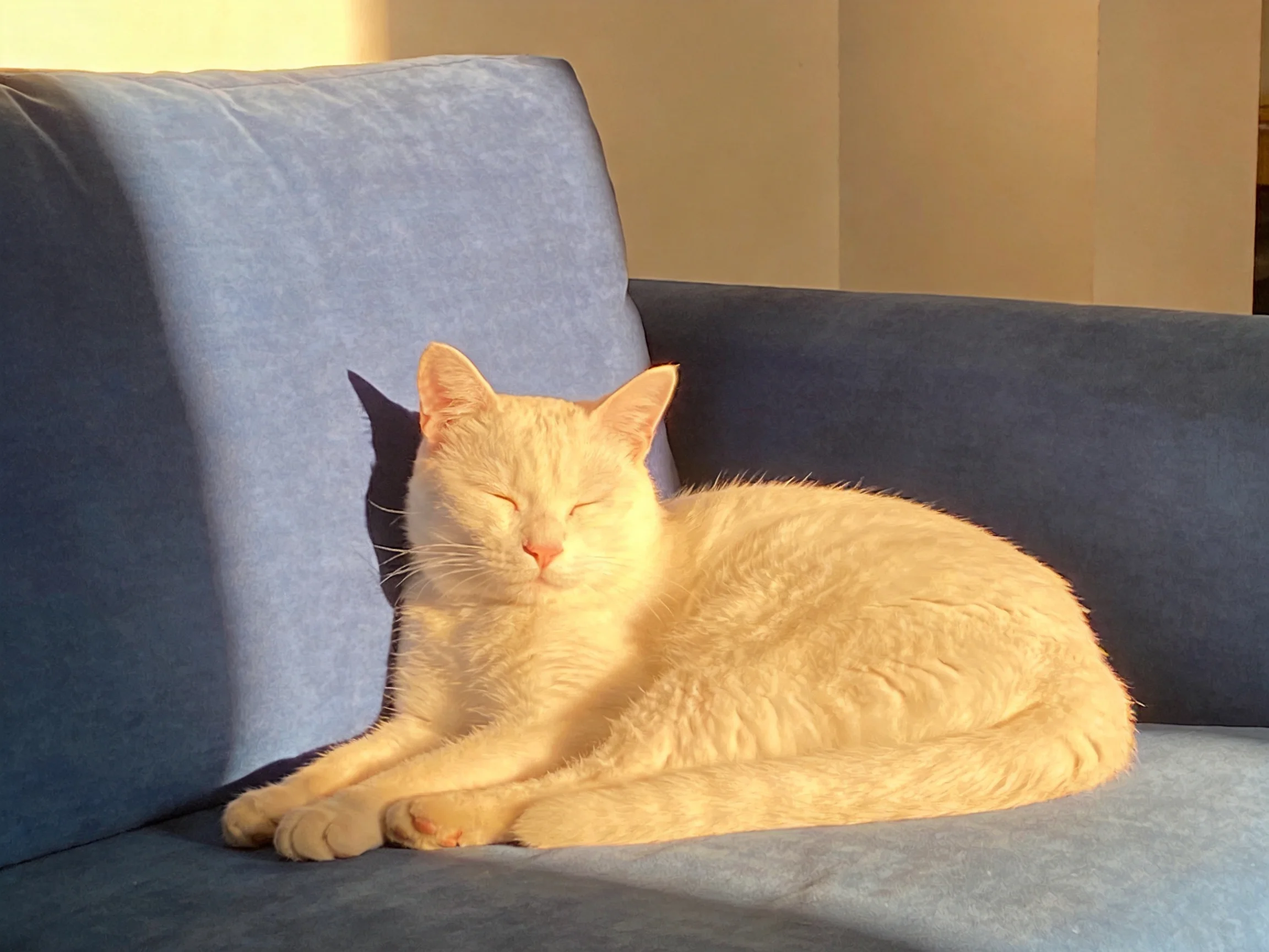 A white cat relaxes on a blue sofa in a sunlit room.