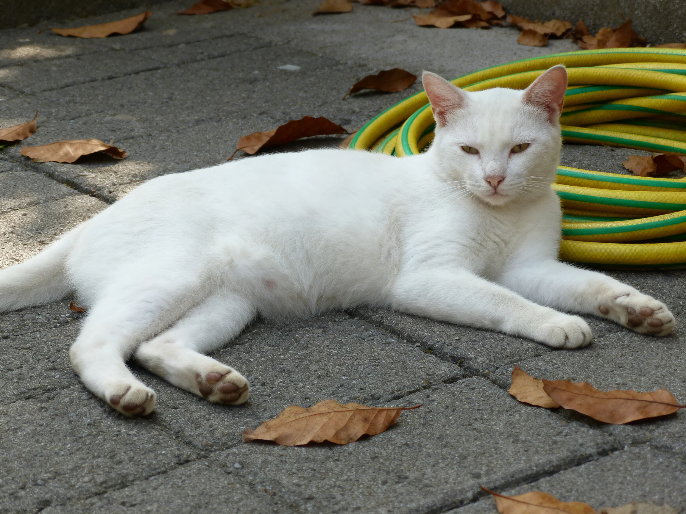 A white cat relaxes beside a coiled hose with scattered leaves on a paved surface.