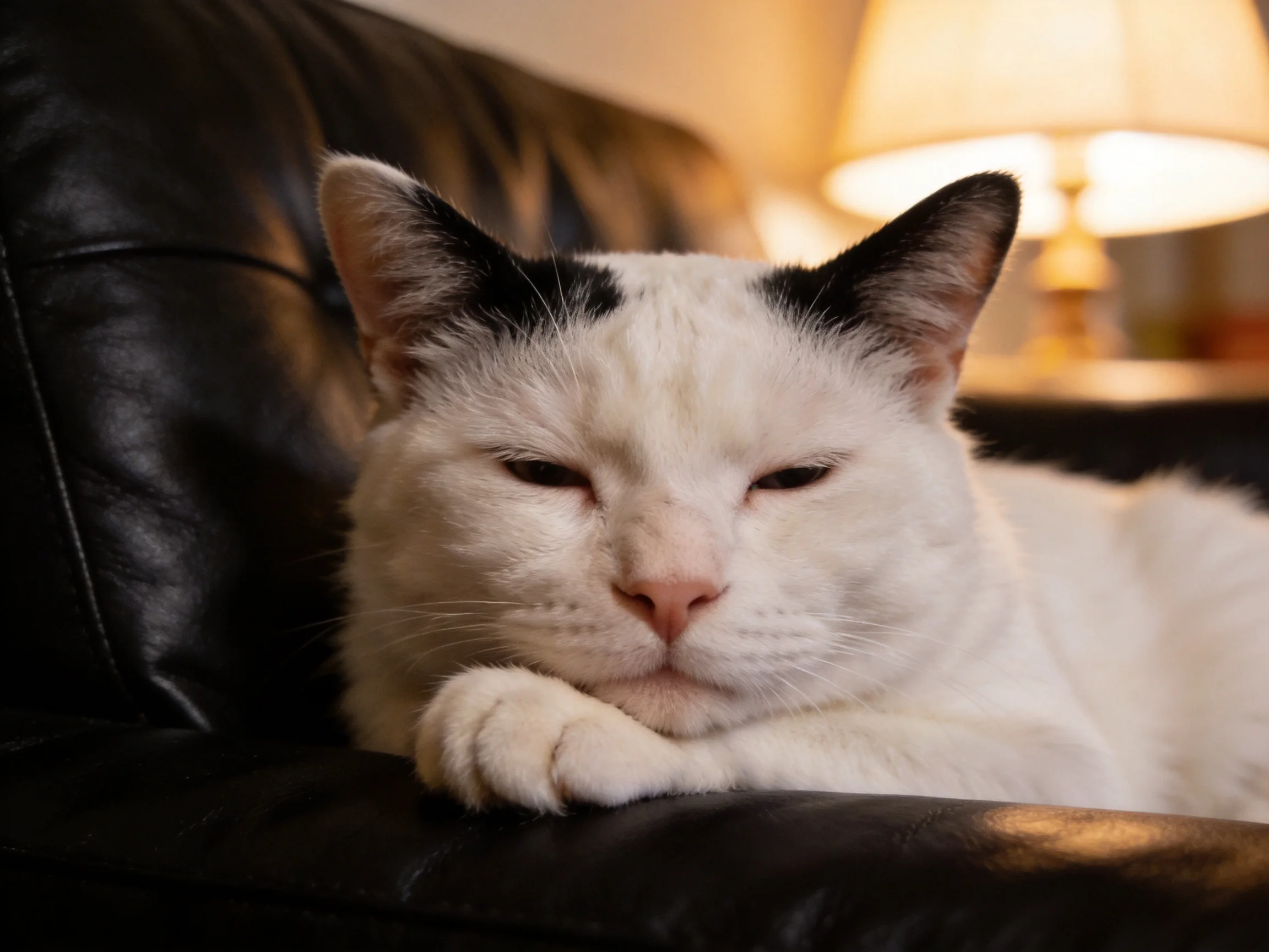 A white cat with black ear patches rests on a dark leather couch near a lit lamp