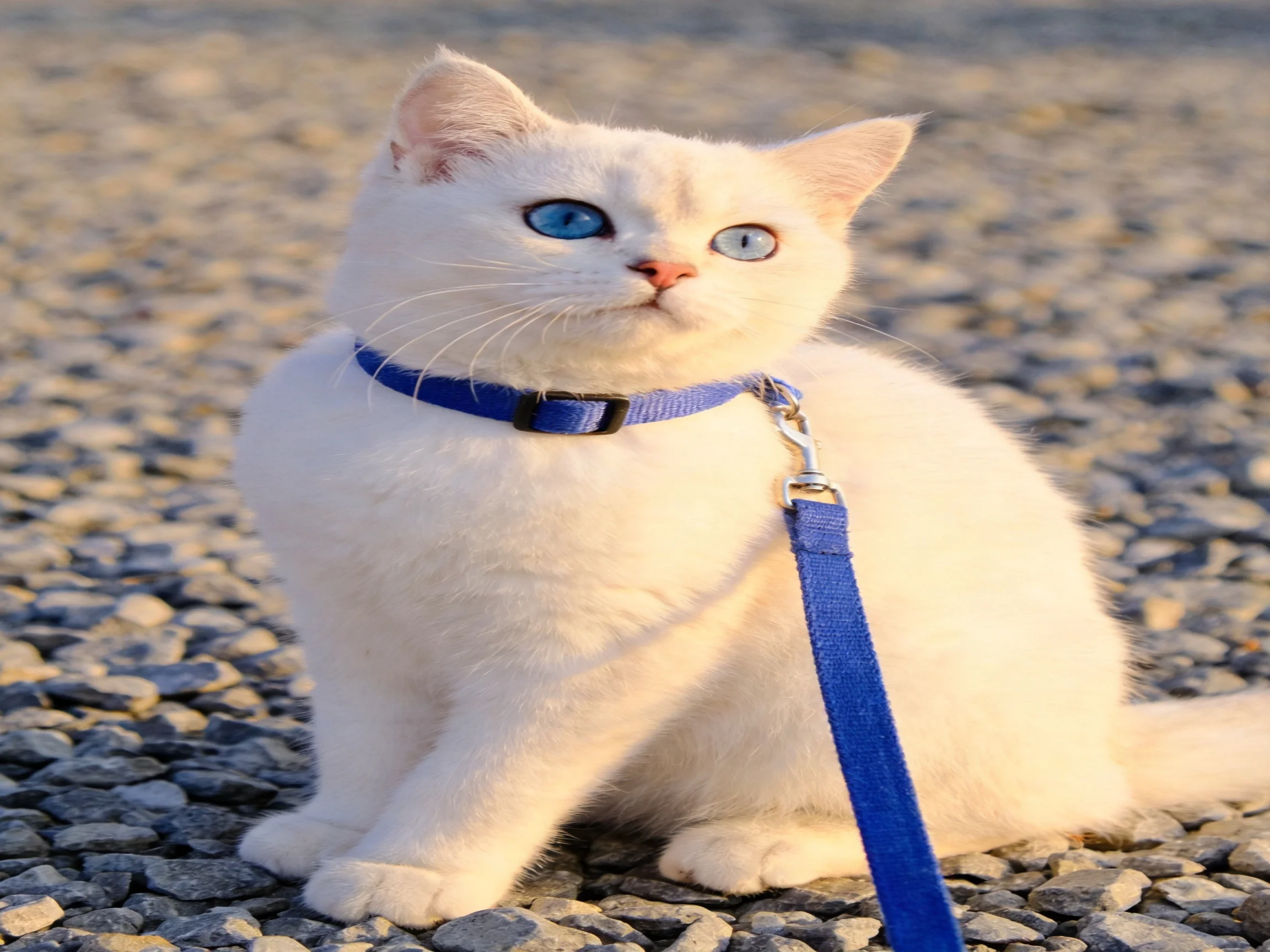 A white cat with blue accessories sits on gravel outdoors.