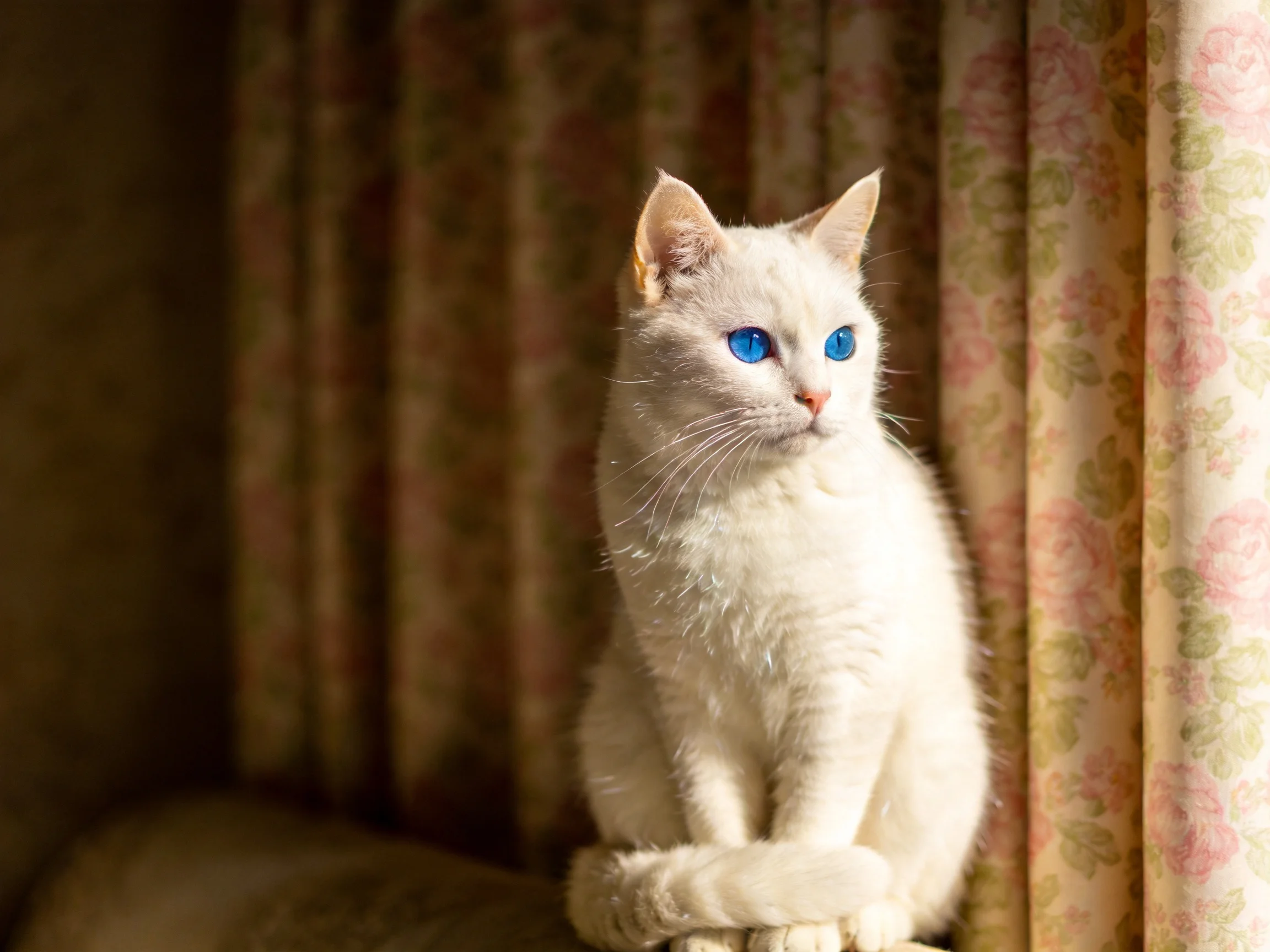 A white cat with blue eyes rests beside floral curtains.