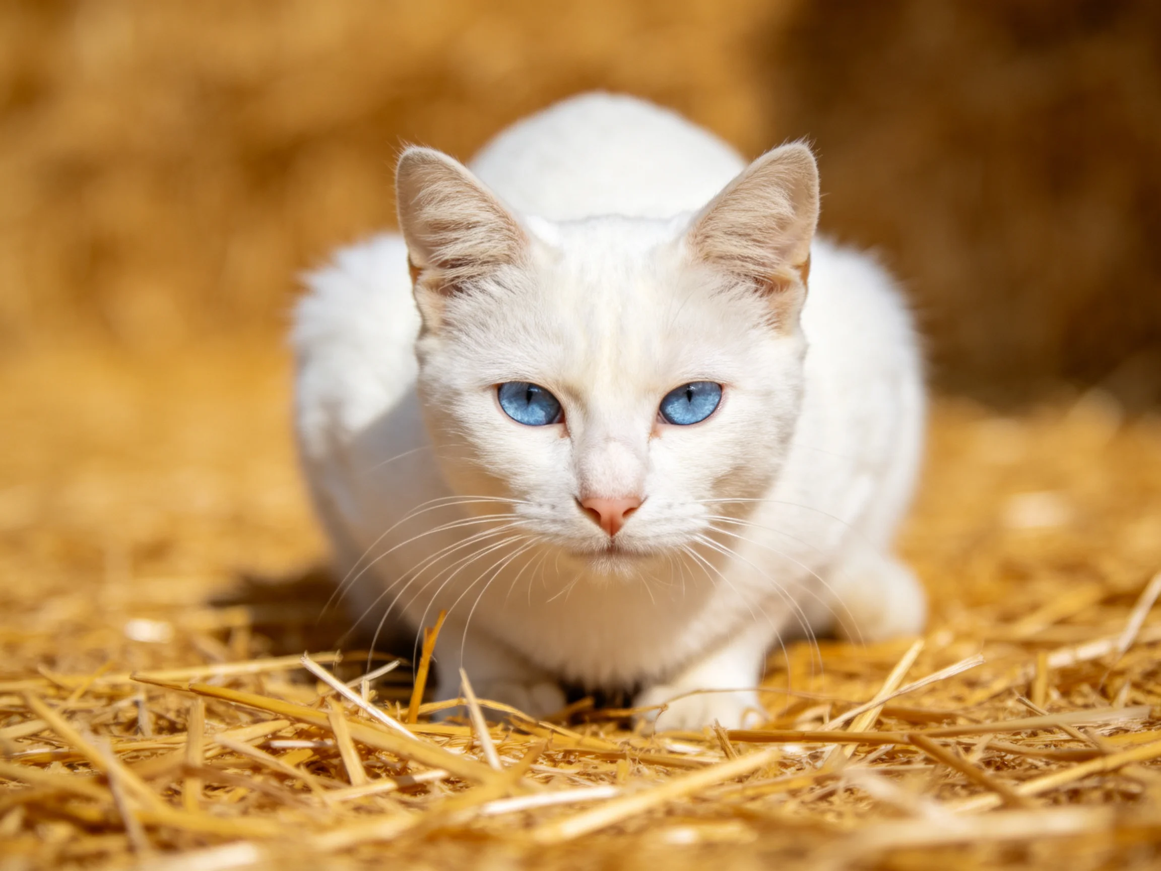 A white cat with blue eyes crouches on straw in sunlight.