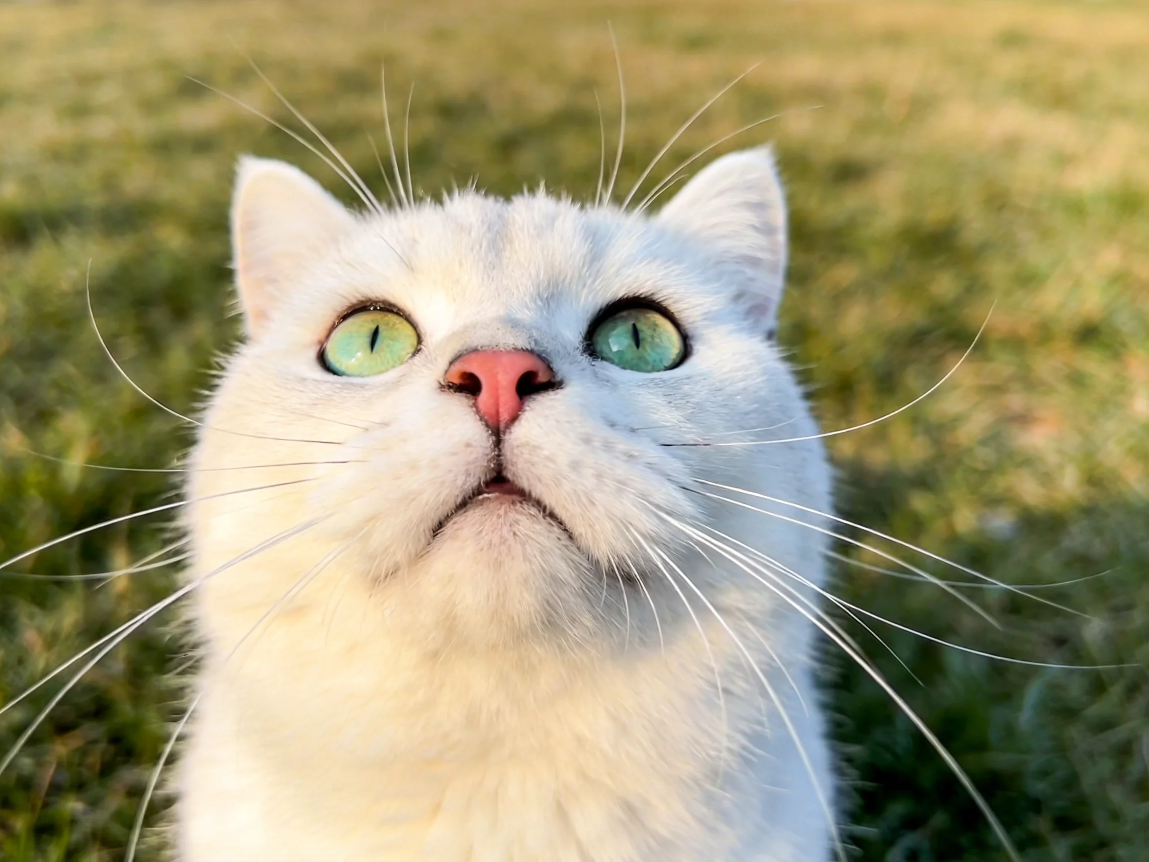 A white cat with bright green eyes gazes upward near grass