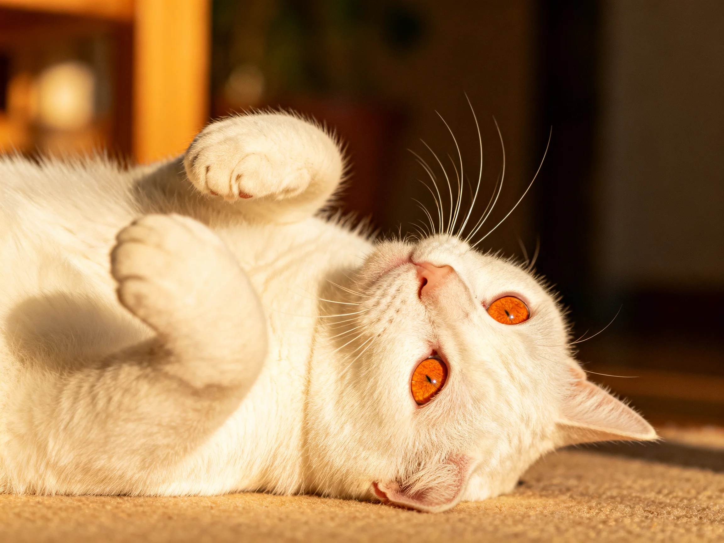 A white cat with orange eyes relaxes on a carpet in a sunlit space