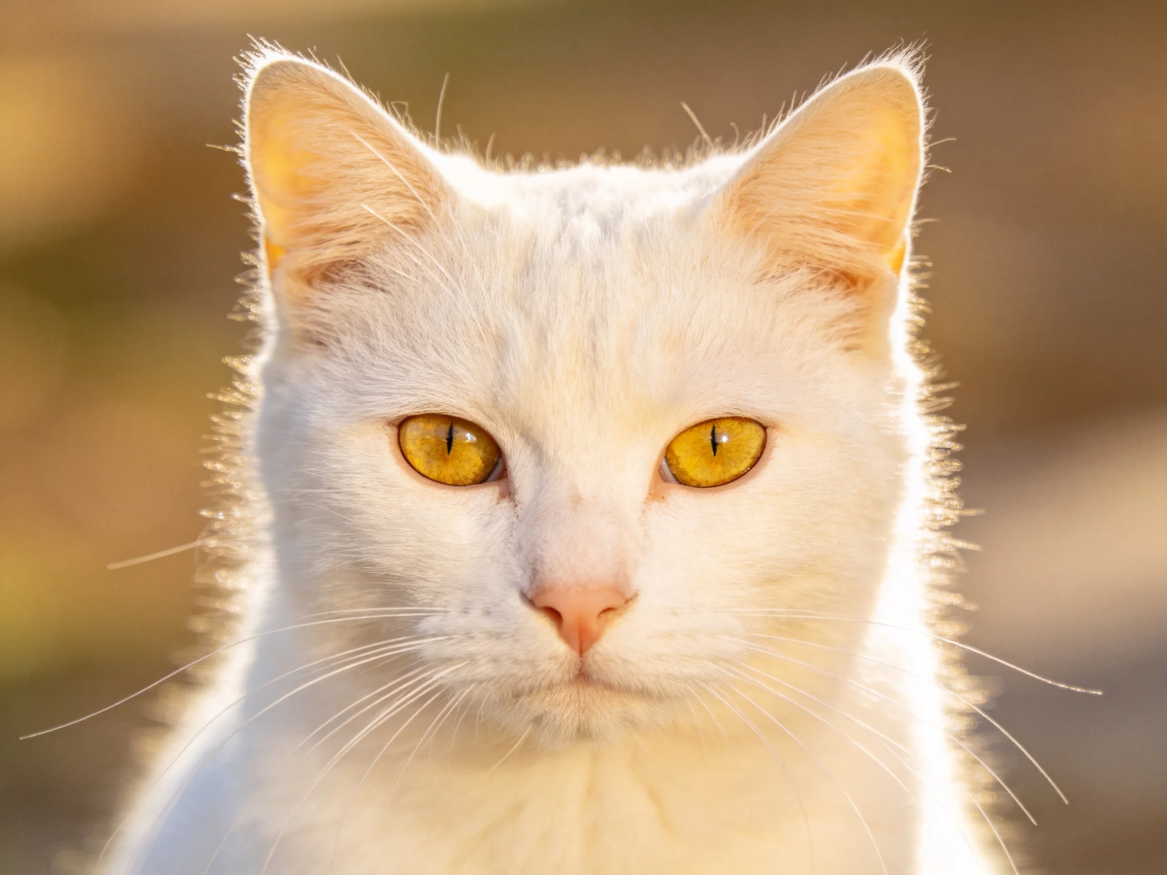 A white cat with yellow eyes is centered against a softly blurred background.