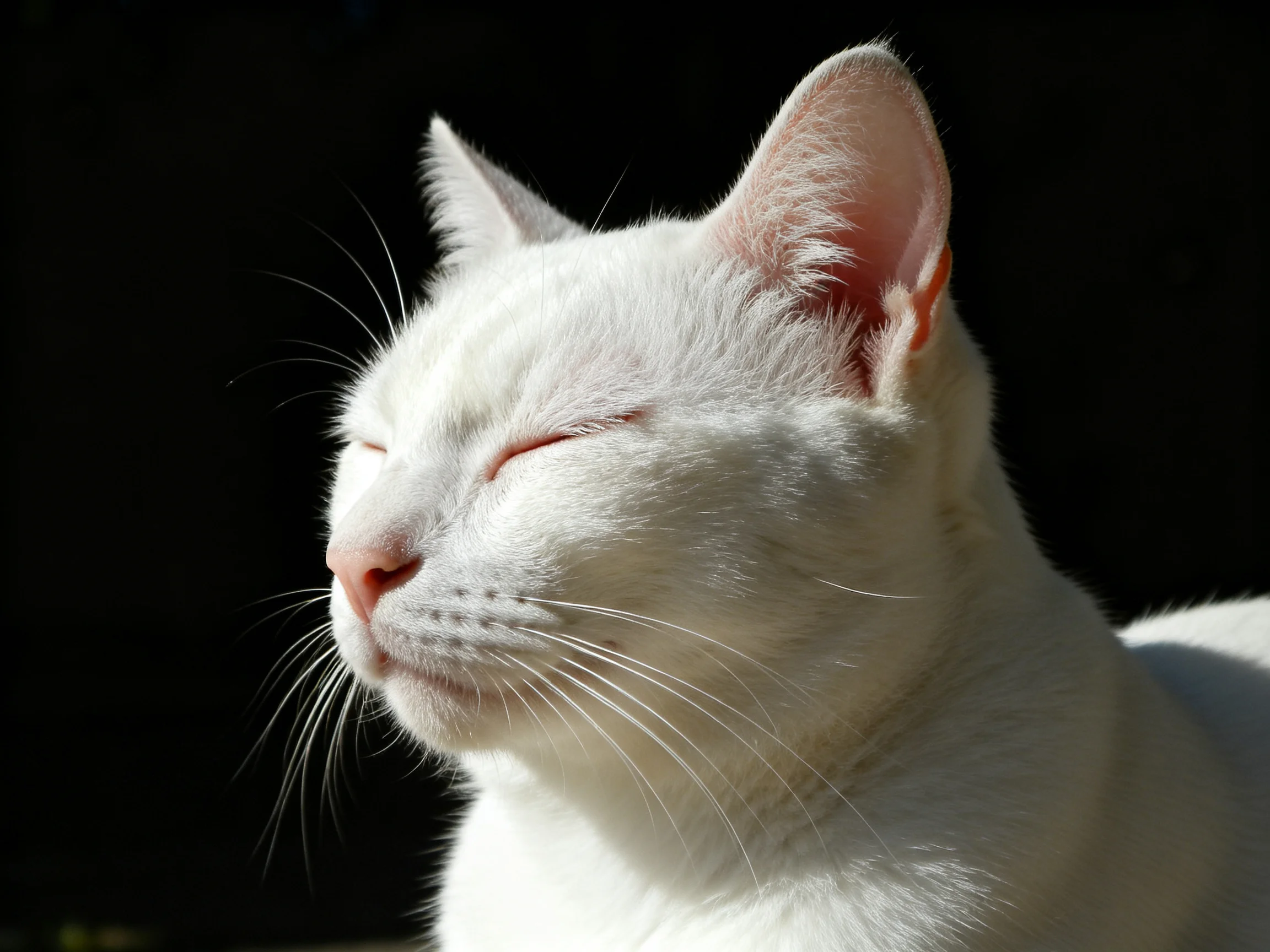 A white cat with closed eyes enjoying sunlight near a dark area