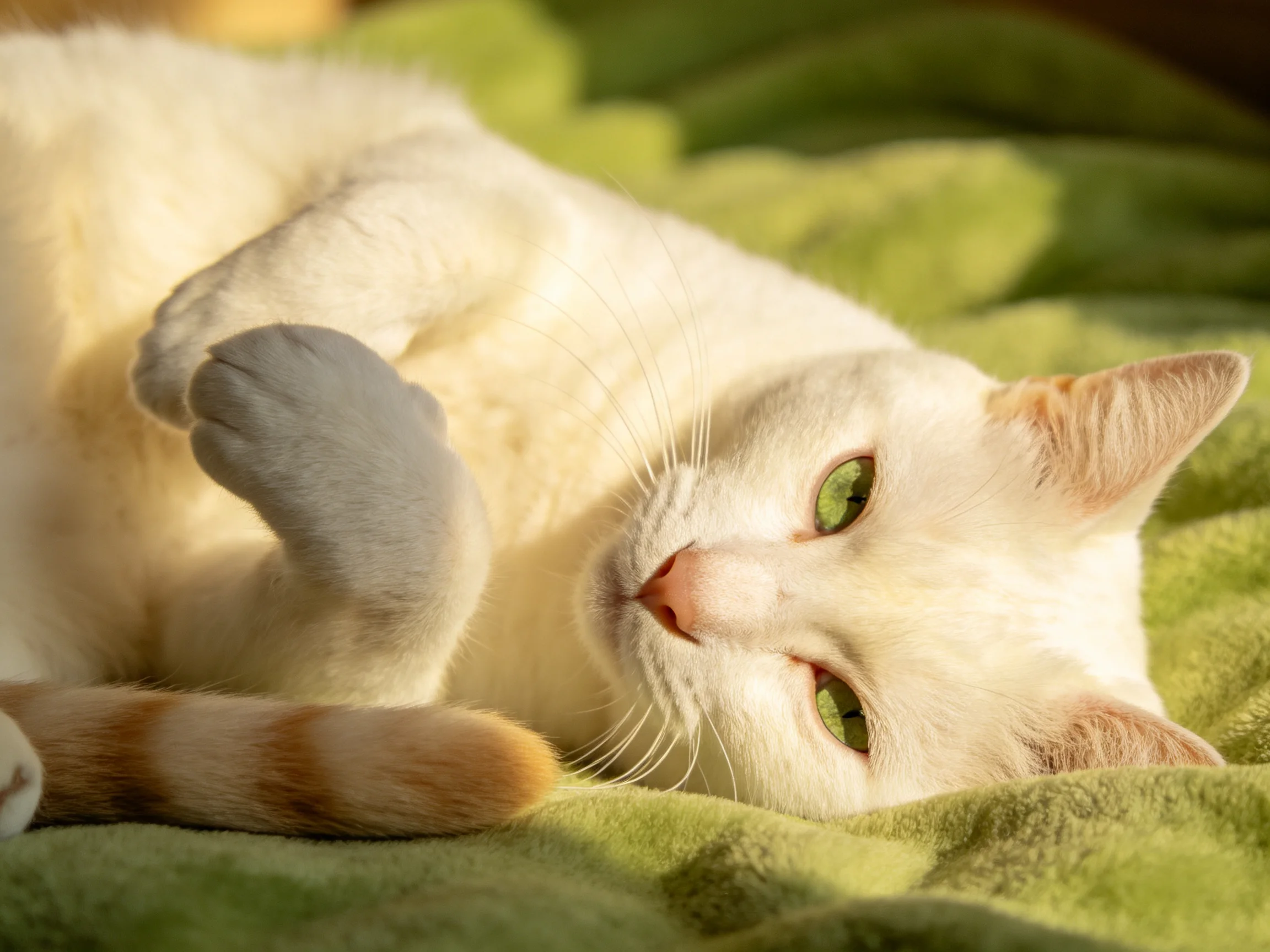A white cat with green eyes rests on a green blanket in sunlight.