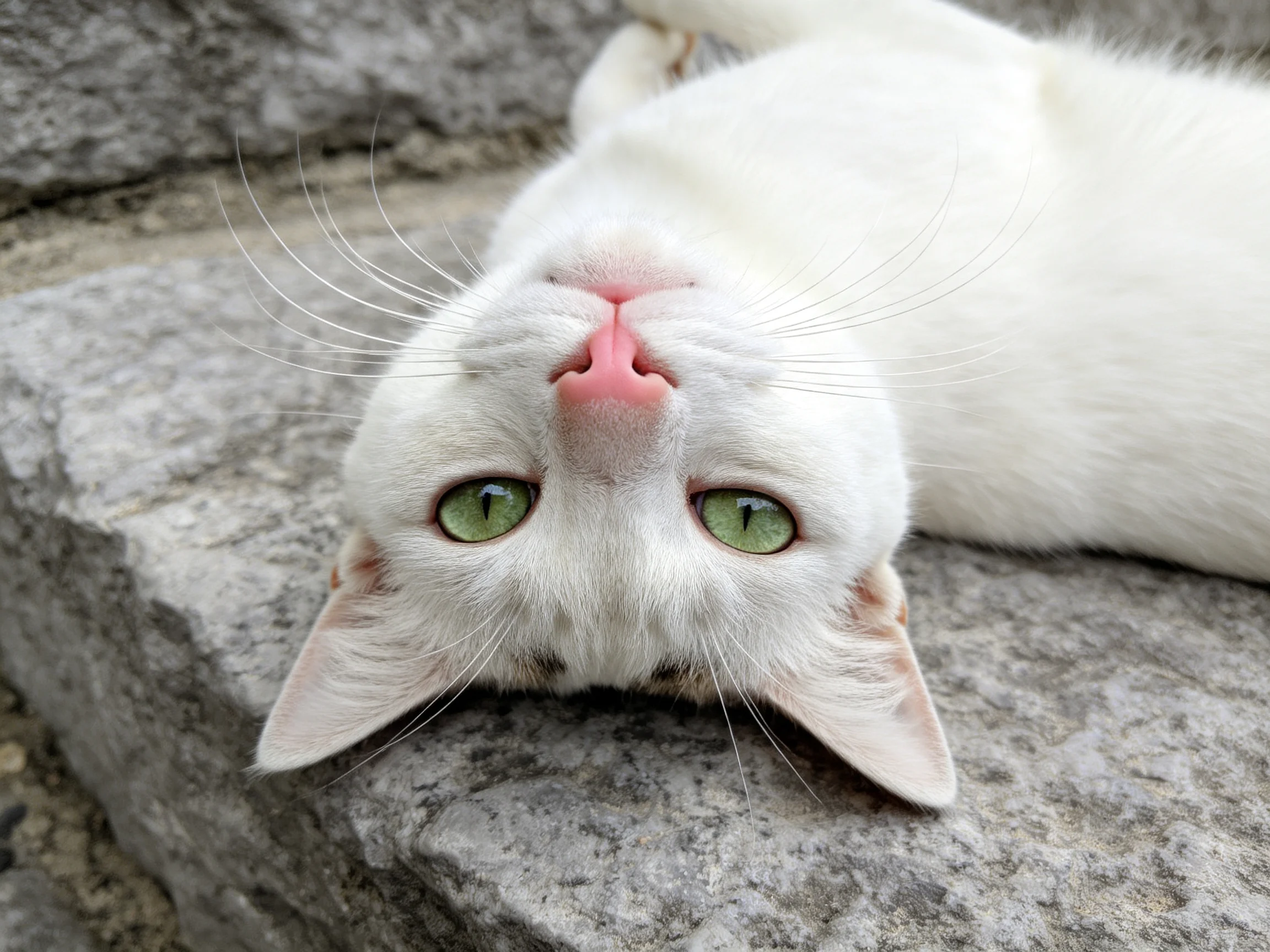 A white cat with green eyes relaxes on stone steps.