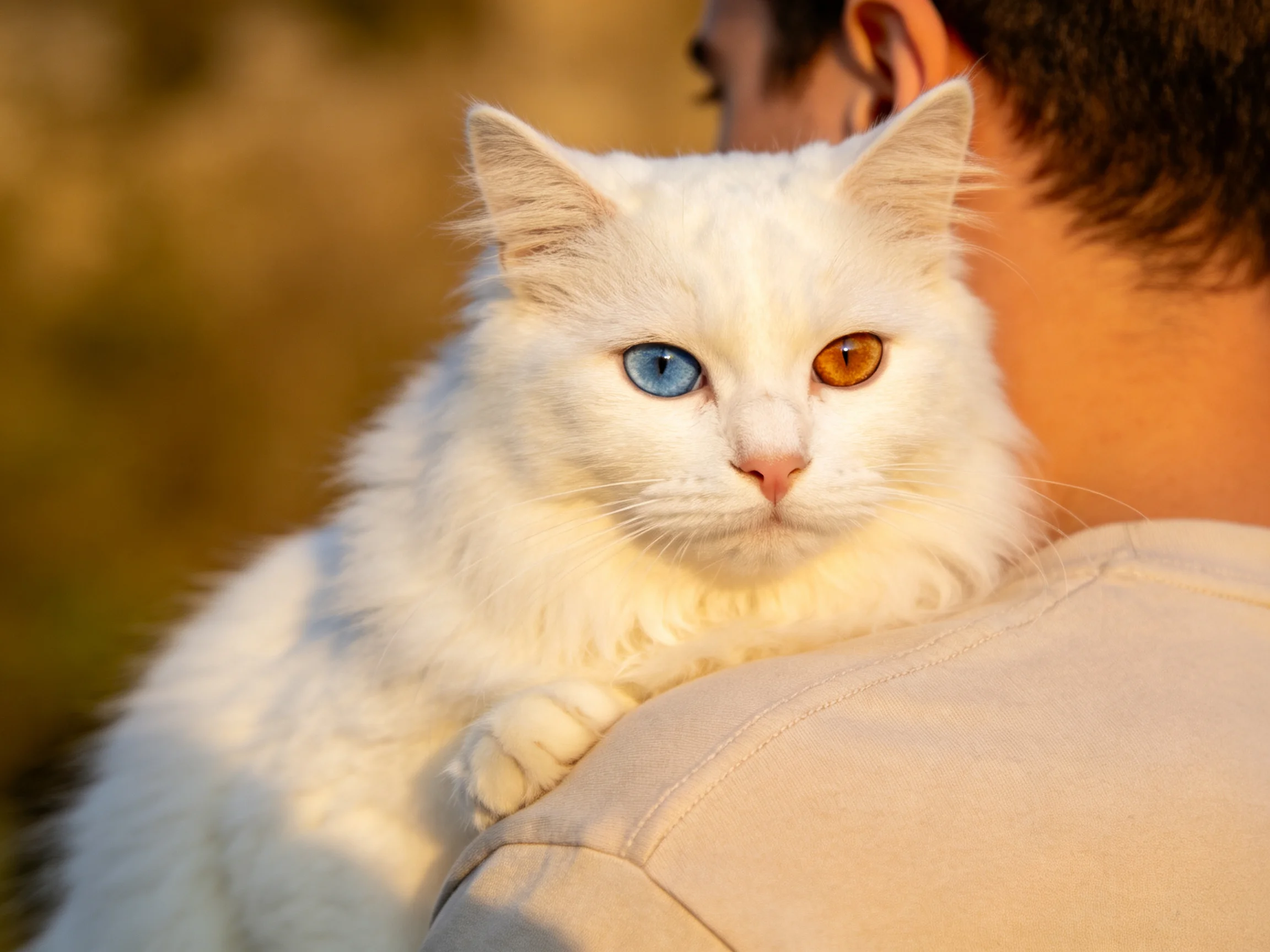 A white cat with heterochromatic eyes is held by a person outdoors.