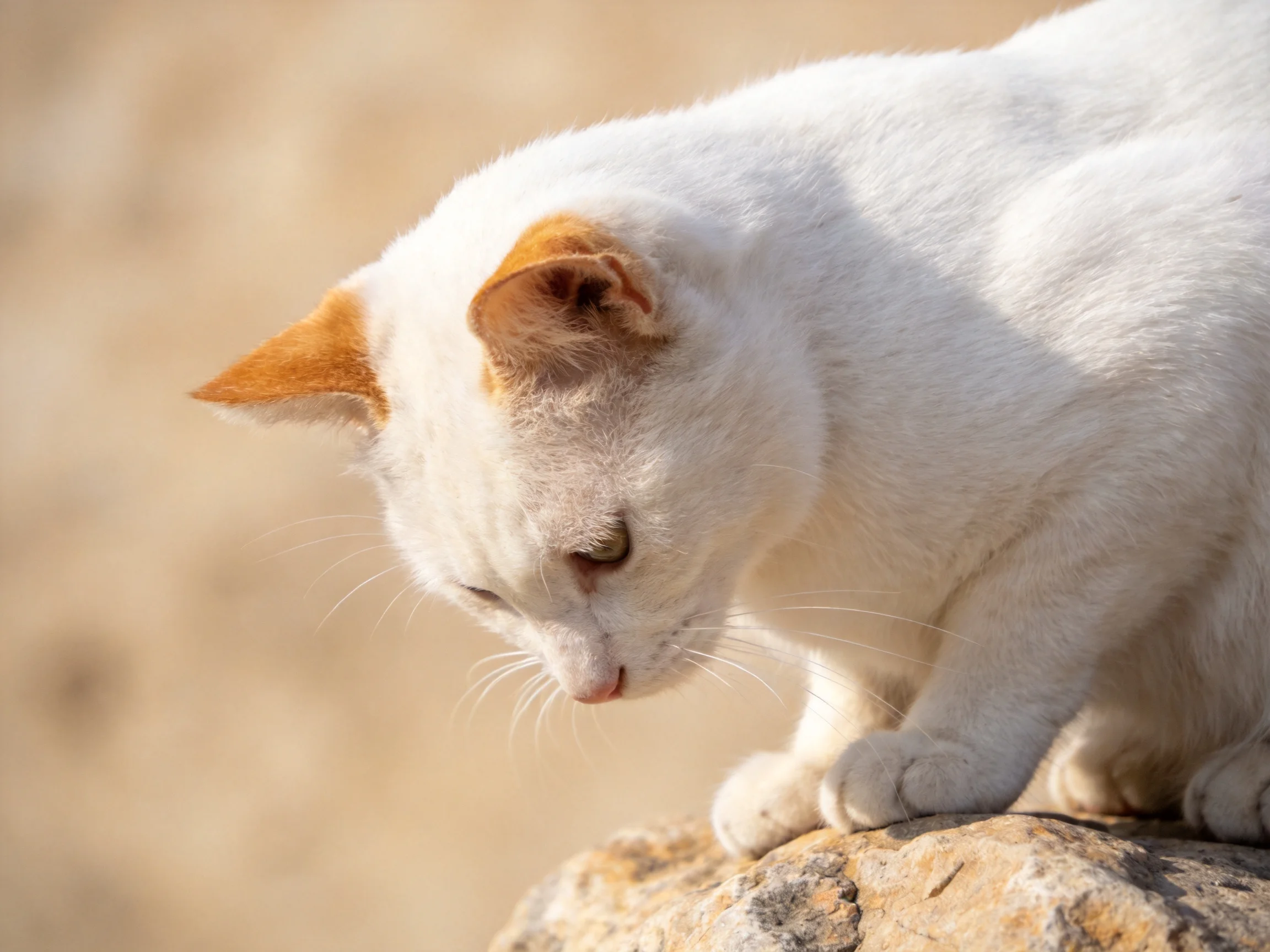A white cat with orange ears perched on a rugged rock