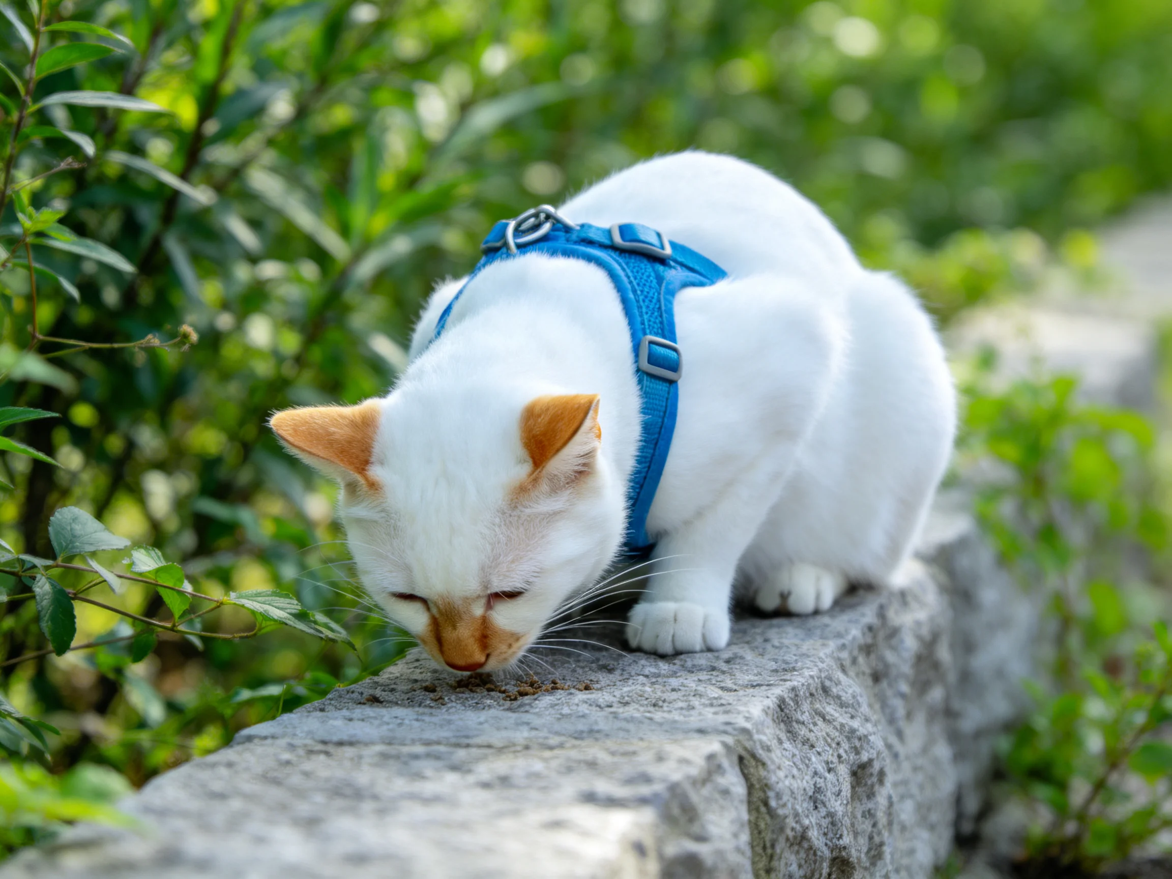 A white cat with orange markings wears a blue harness, eating on a stone ledge near greenery