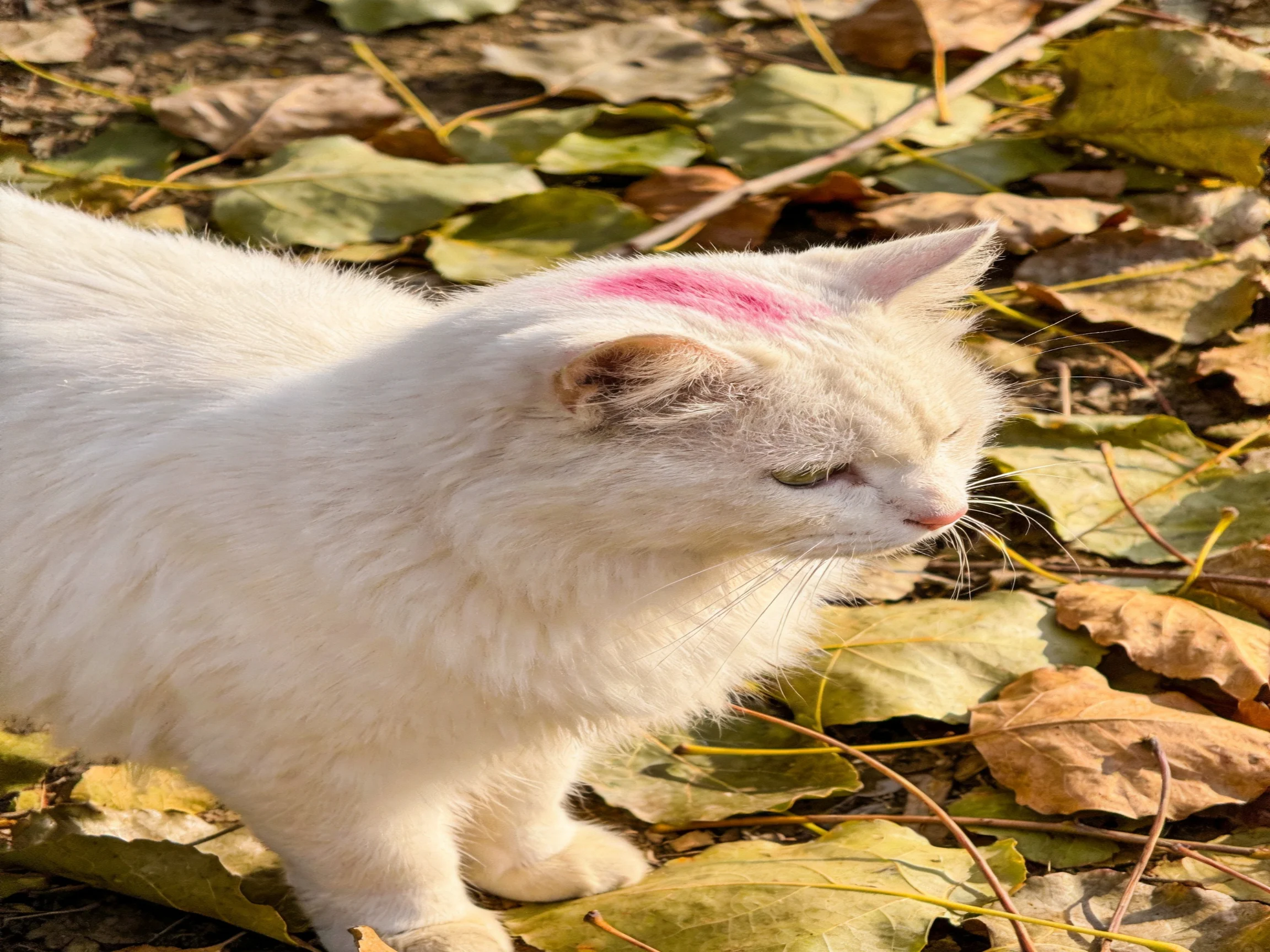 A white cat with a pink marking stands among fallen autumn leaves.