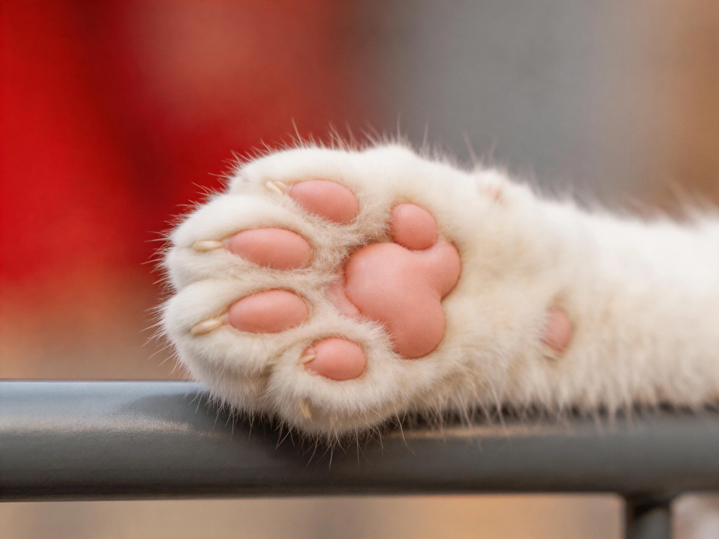 A white cats soft paw with pink pads rests on a dark railing
