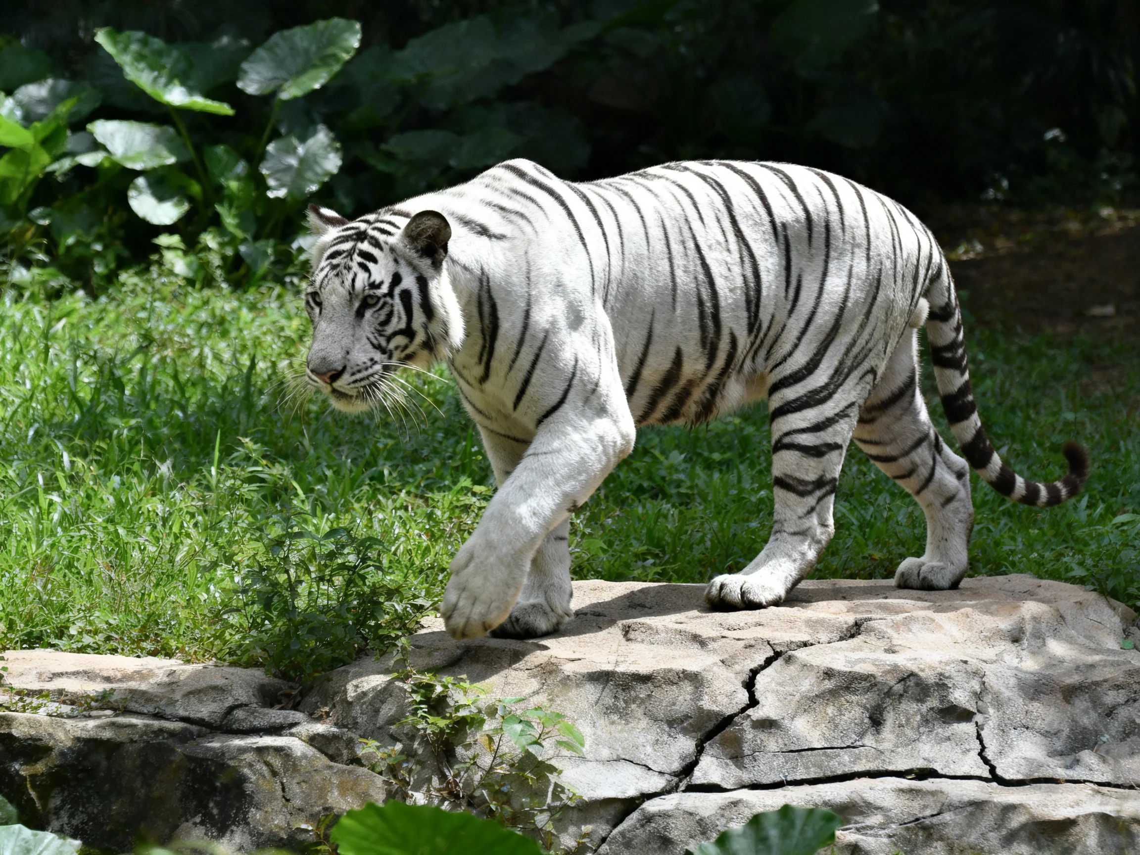 A white tiger roams over rocks in a verdant habitat
