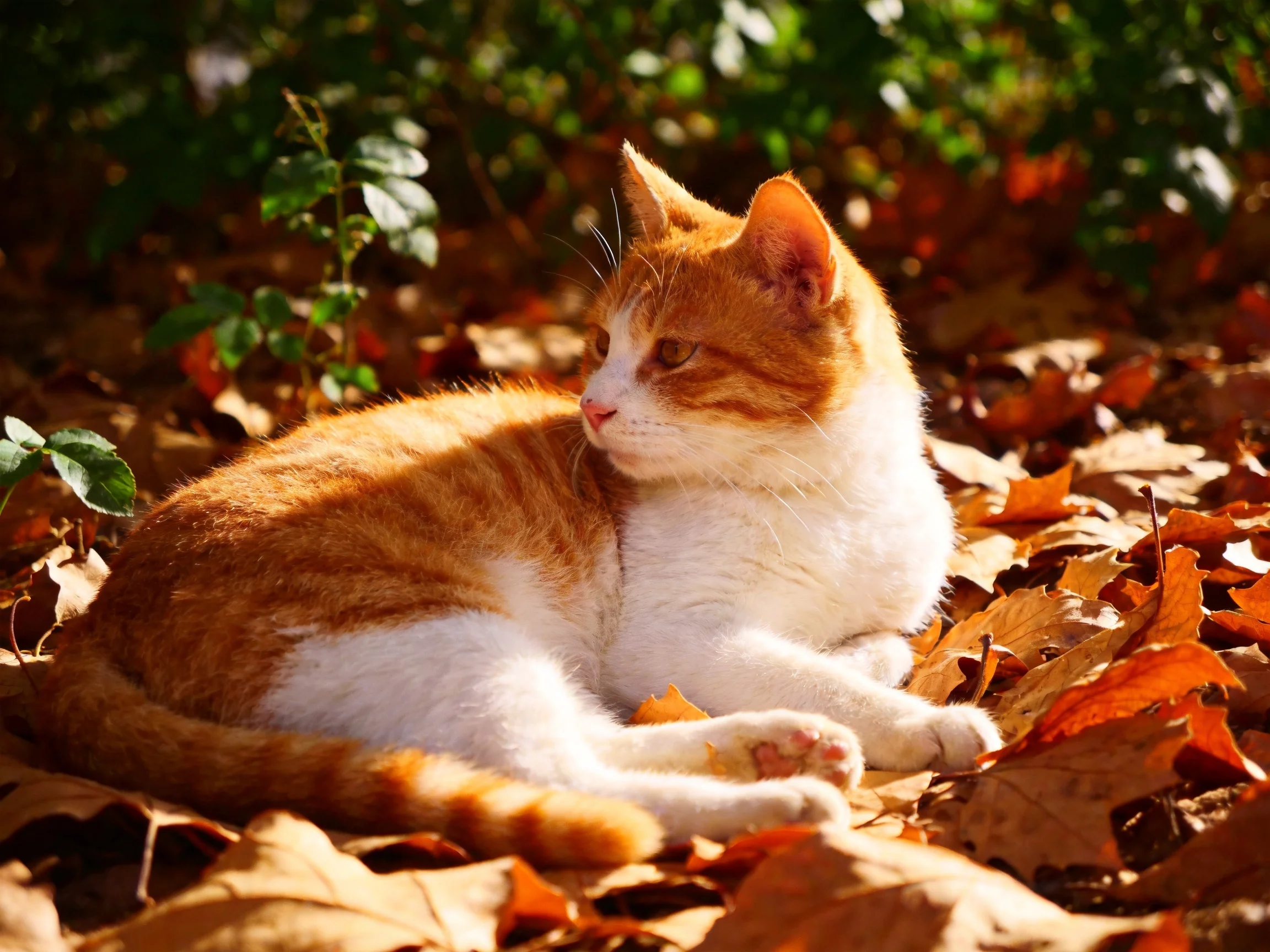 An orange and white cat relaxes on fallen autumn leaves under bright sunlight.