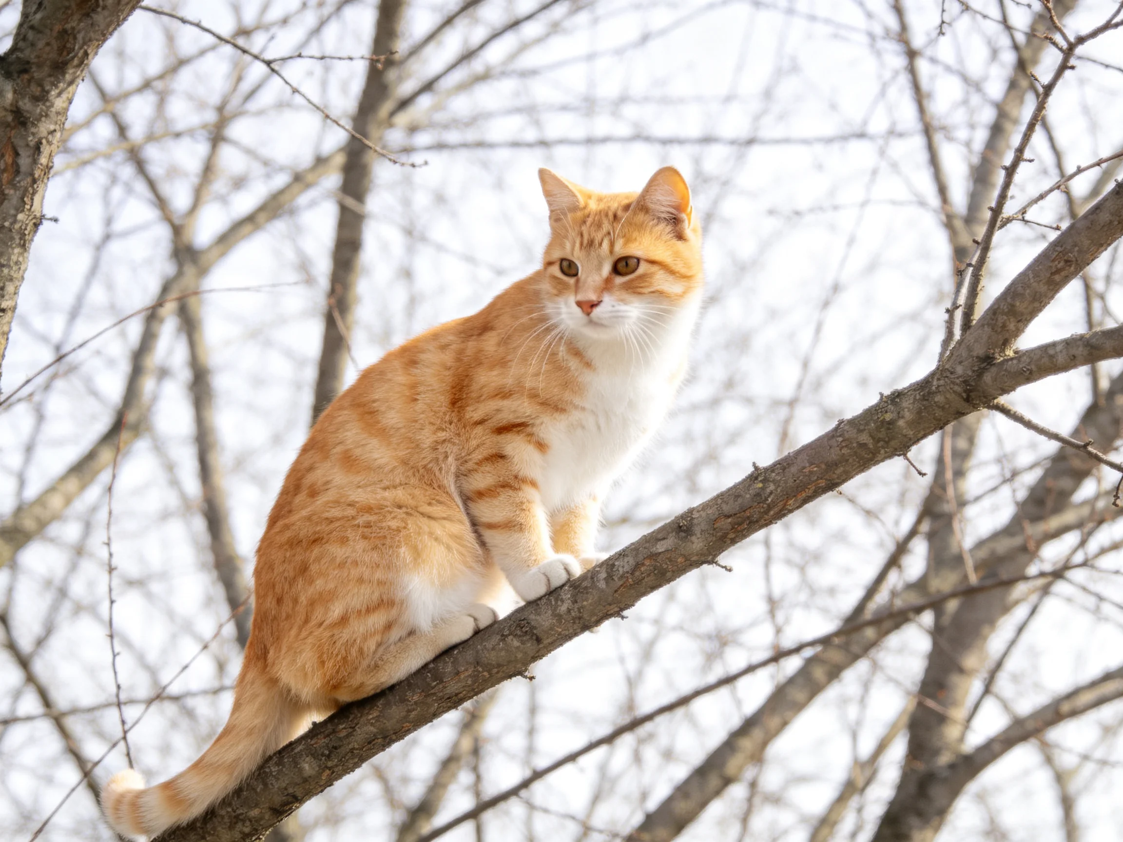 An orange and white cat sits alertly on a bare tree branch.