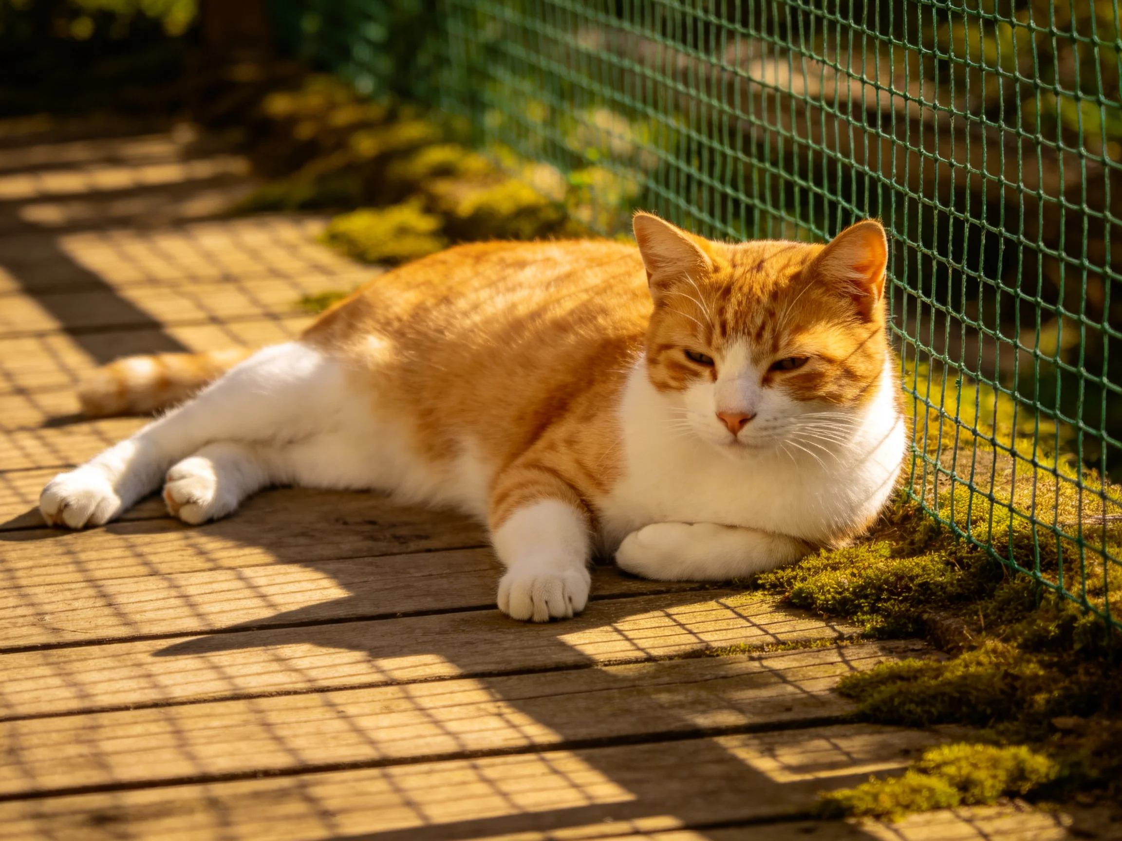 An orange and white cat enjoys the sun on a wooden walkway by a green fence