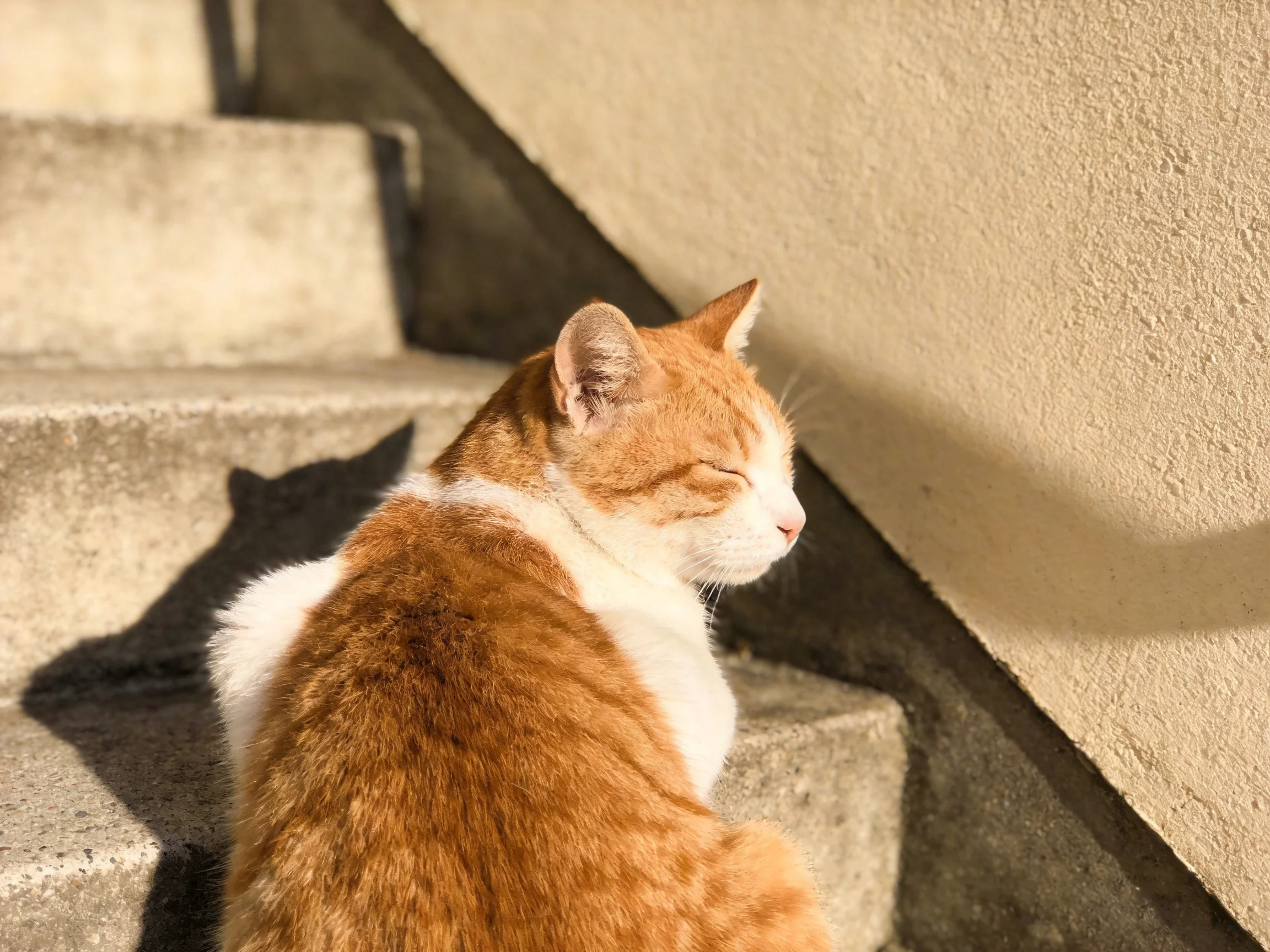 An orange and white cat relaxes on concrete steps in sunlight.