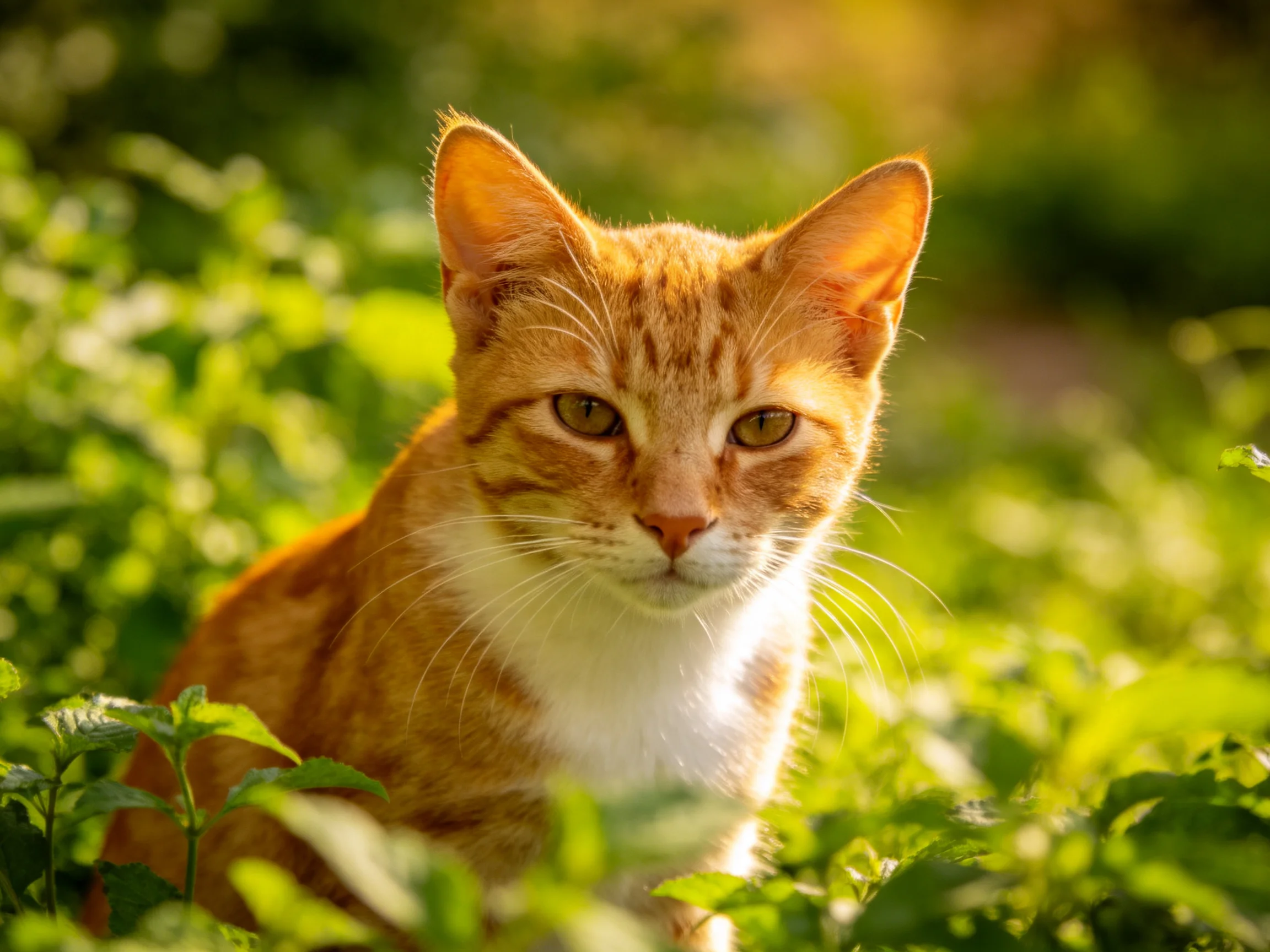 An orange and white cat rests among green plants in a sunlit area.