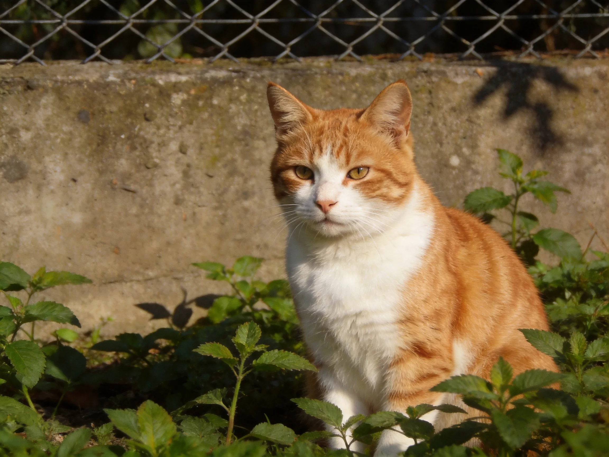 An orange and white cat sits among greenery near a concrete wall